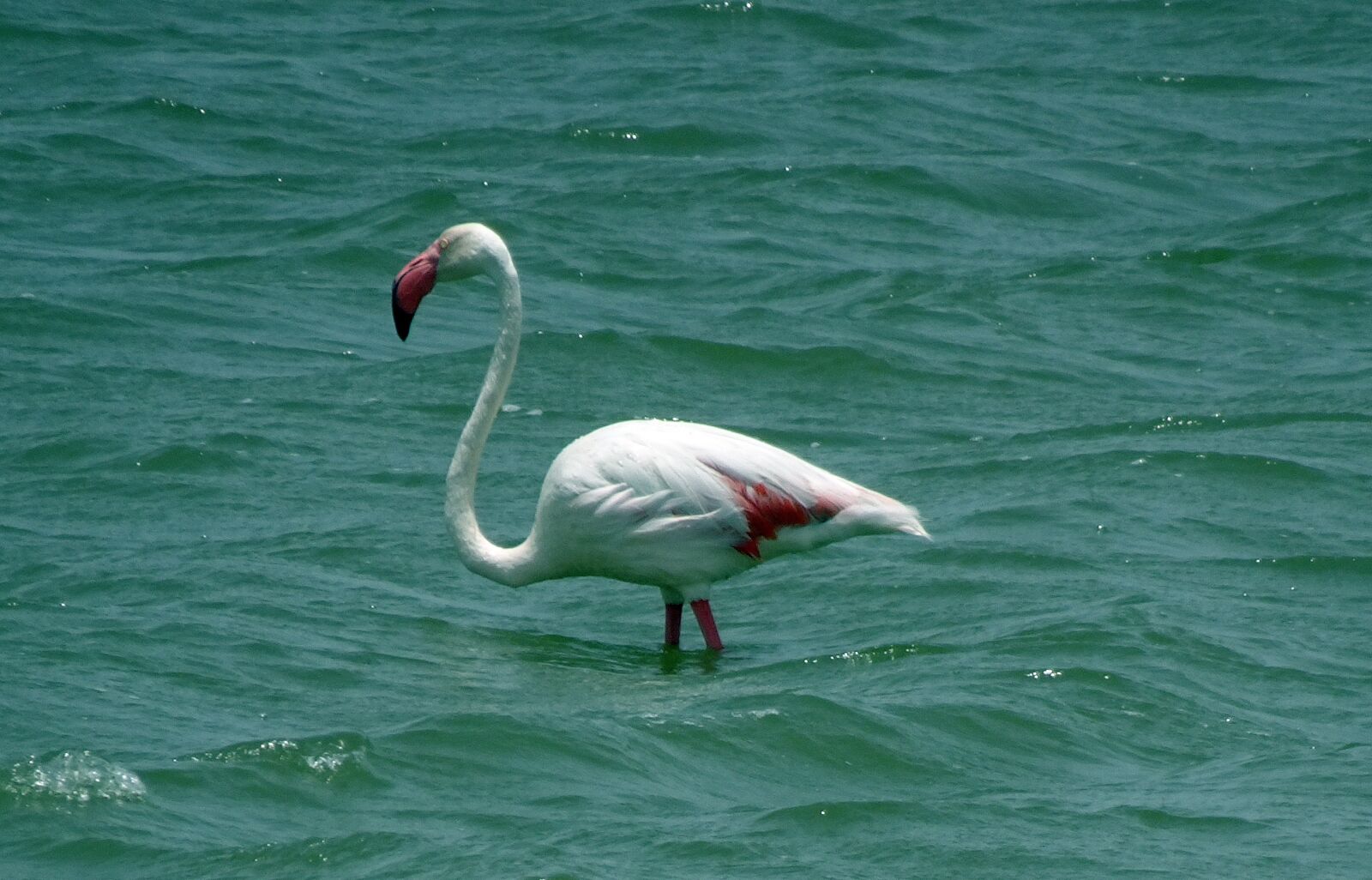 Sony Cyber-shot DSC-HX90V sample photo. Bird, greater flamingo, phoenicopterus photography