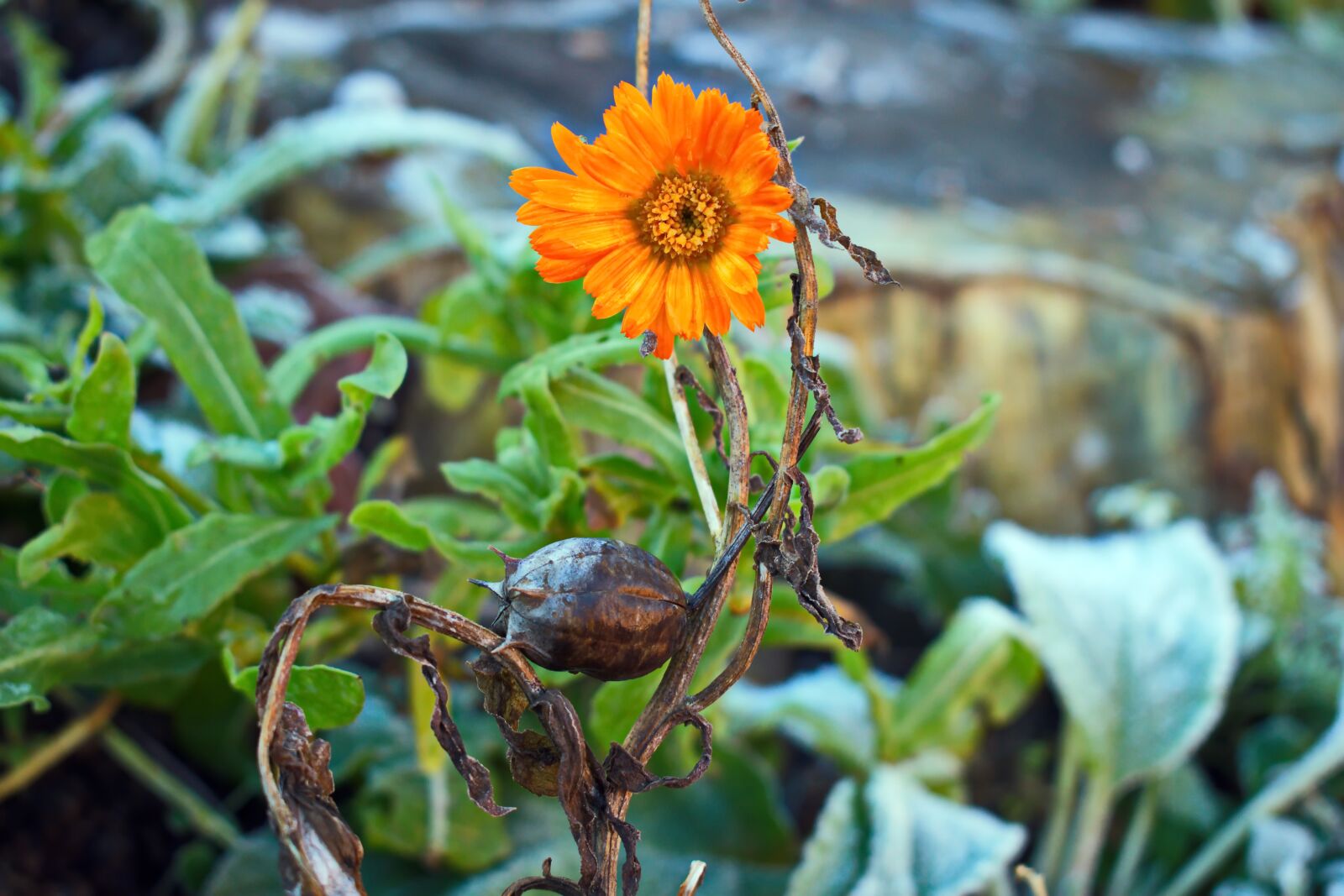 Nikon D3300 sample photo. Flower of january, flowers photography