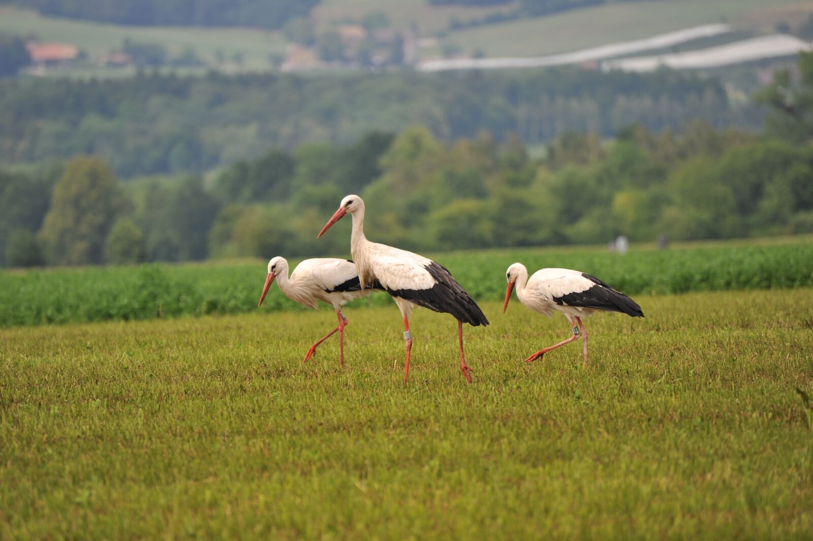 Nikon D700 sample photo. Storks, bird, stork photography