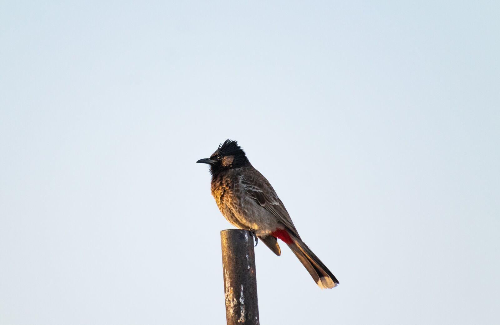 Nikon D3300 sample photo. Bulbul, nature, india photography