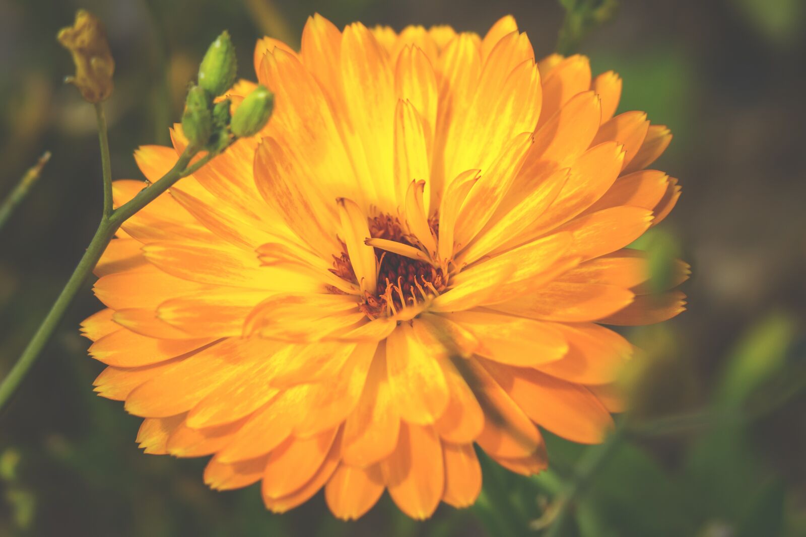 Canon PowerShot G3 X sample photo. Marigold, blossom, bloom photography
