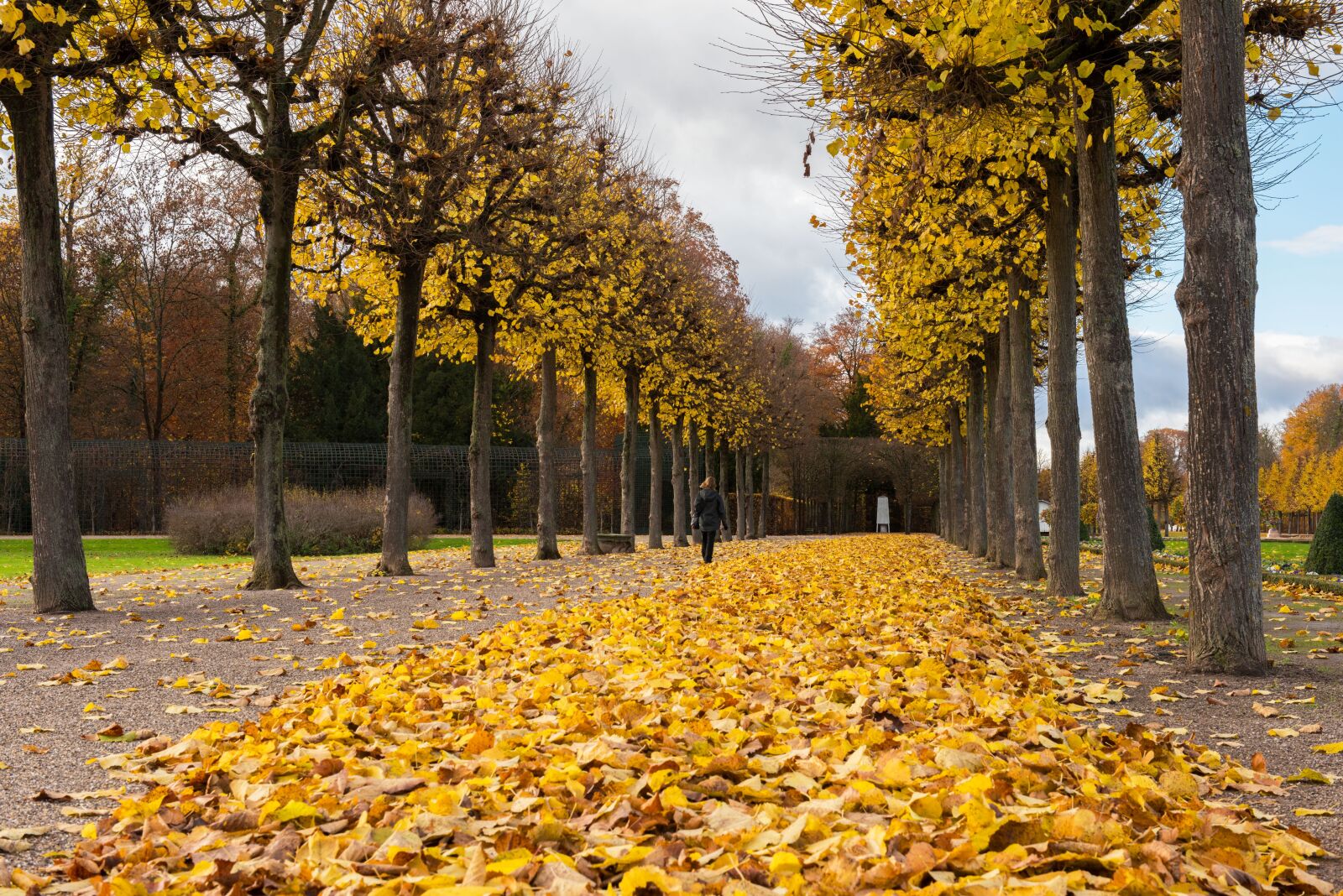 Nikon D810 sample photo. Palace, autumn, leaves photography