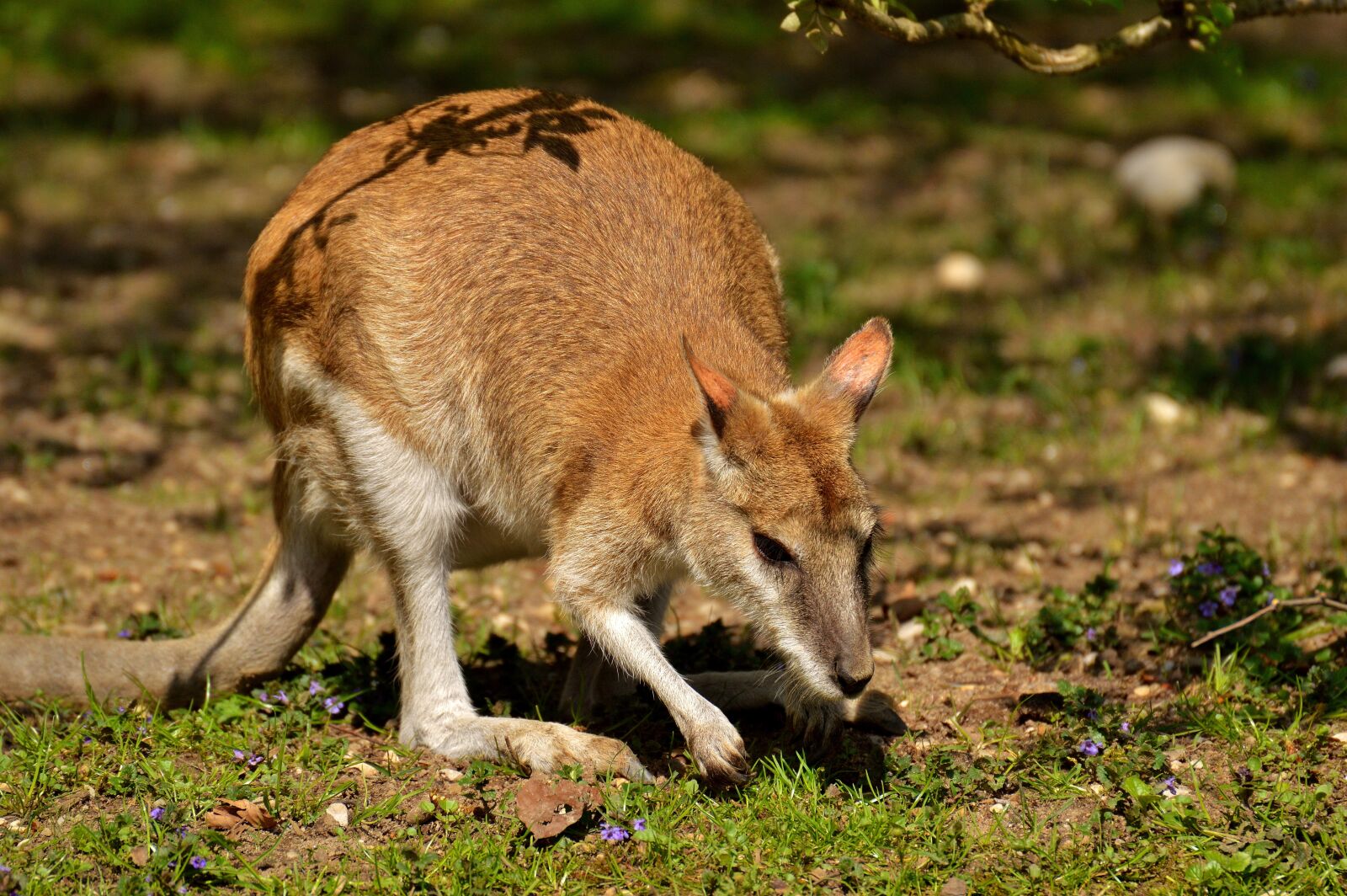 Nikon D3200 sample photo. Kangaroo, wild animal, animal photography