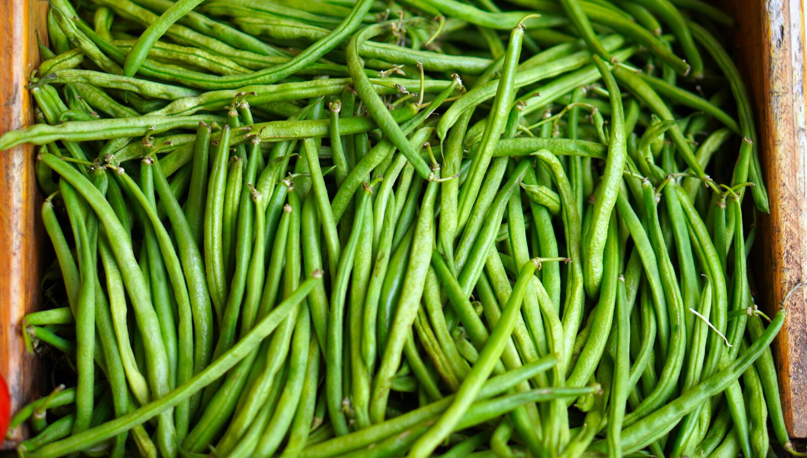 E 50mm F1.8 OSS sample photo. Beans, harvest, ripe photography