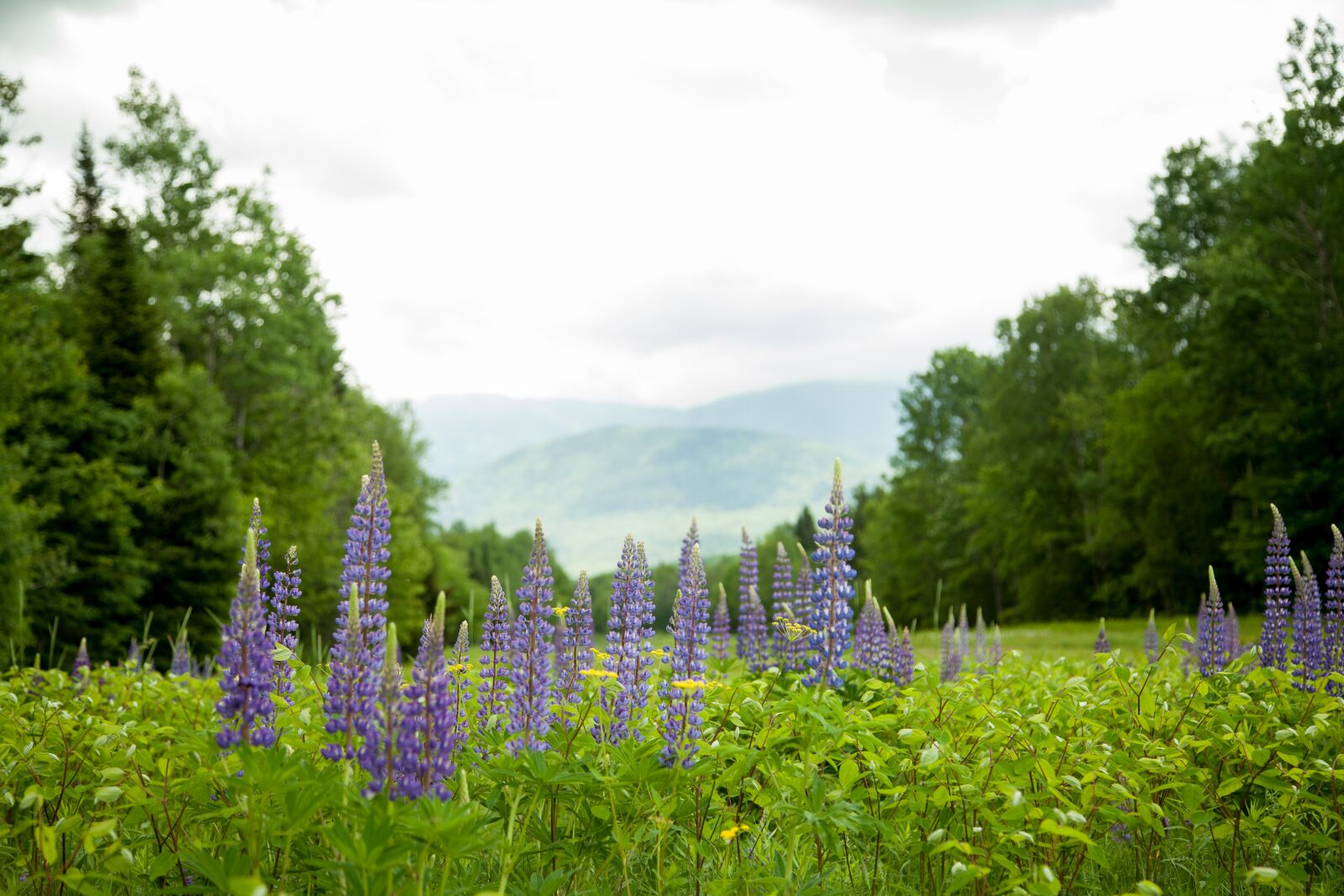 Canon EOS 5D Mark II + Canon EF 24-105mm F4L IS USM sample photo. Nature, lupine, flowers photography