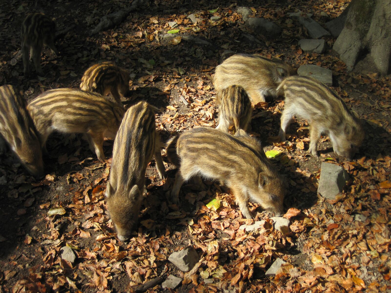 Canon PowerShot D10 sample photo. Little pig, wild boars photography