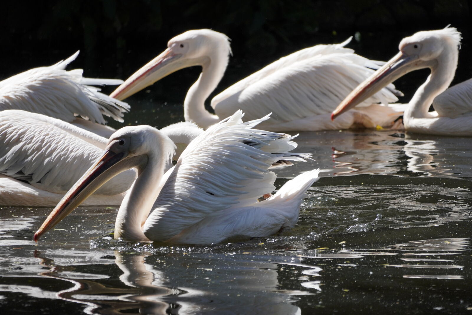 Sony ILCE-6100A sample photo
