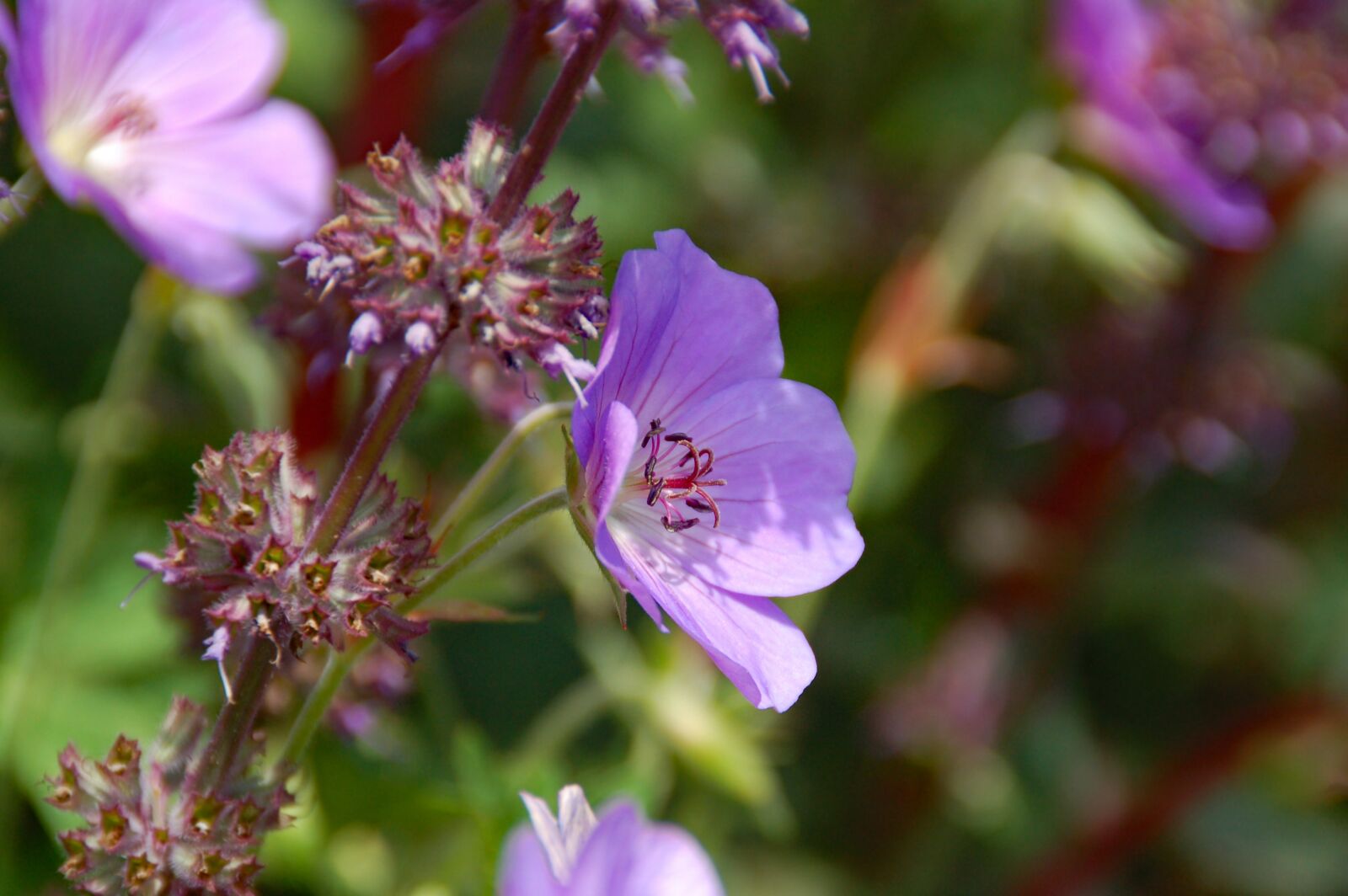 Nikon D50 sample photo. Purple, pink, flower photography