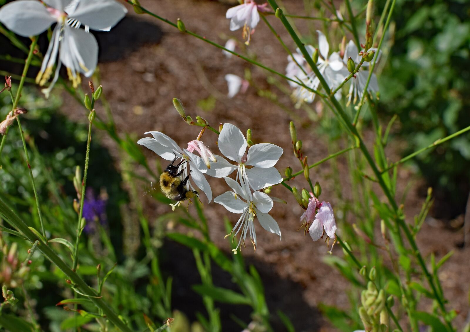 Nikon D3300 sample photo. Butterfly flower with bee photography