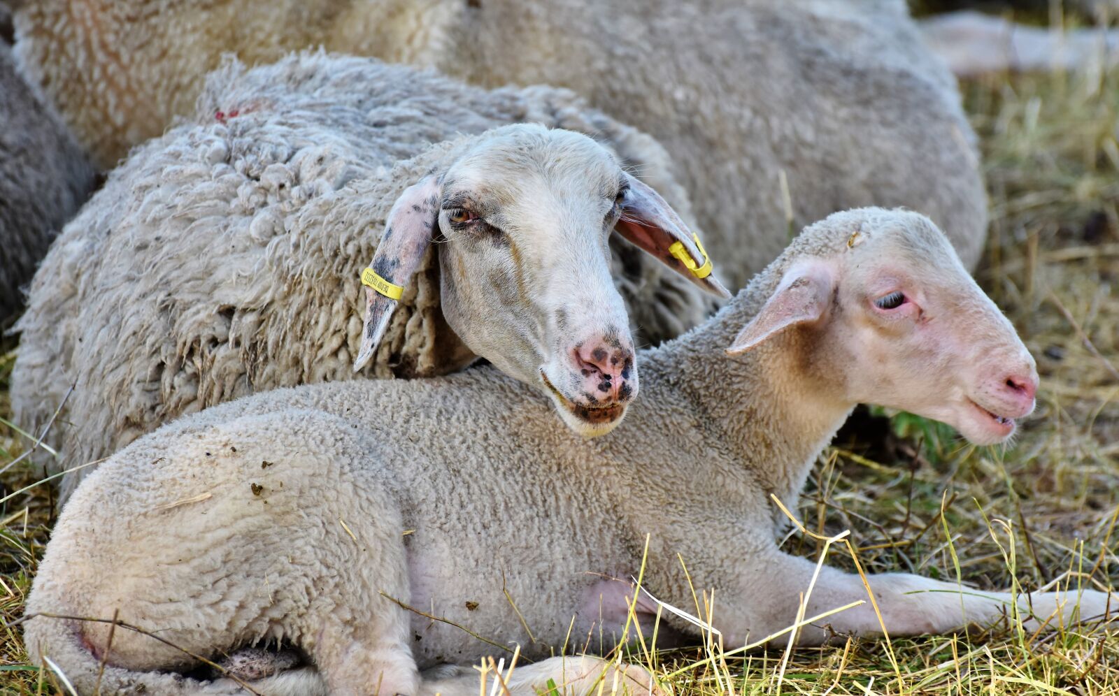 Nikon D7200 sample photo. Sheep, schäfchen, lamb photography