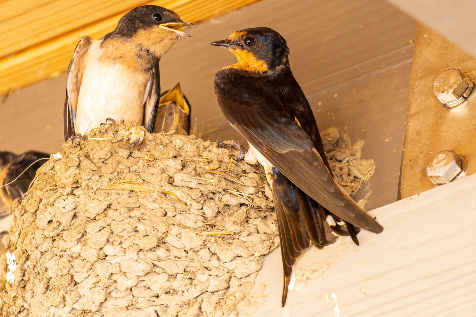 Sony E 70-350mm F4.5-6.3 G OSS sample photo. Barn swallow, swallow nest photography