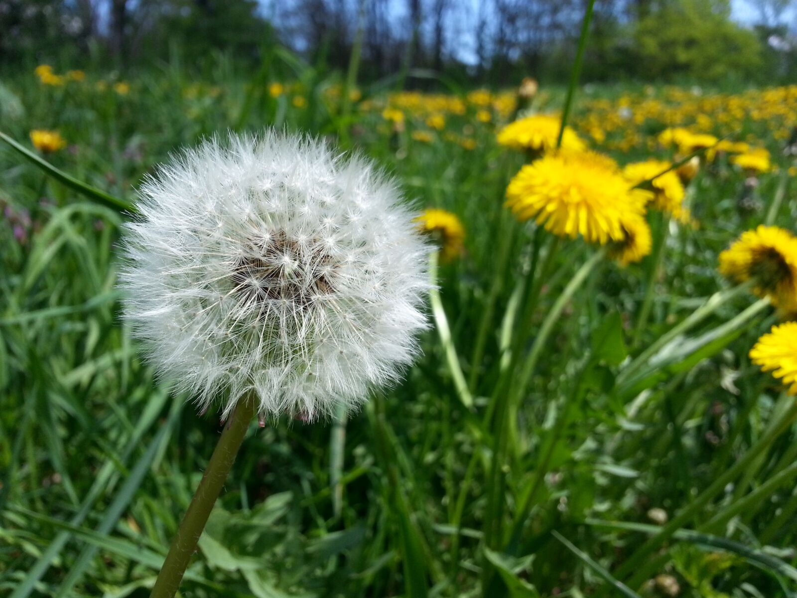 Samsung Galaxy Note2 sample photo. Dandelion, nature, flora photography
