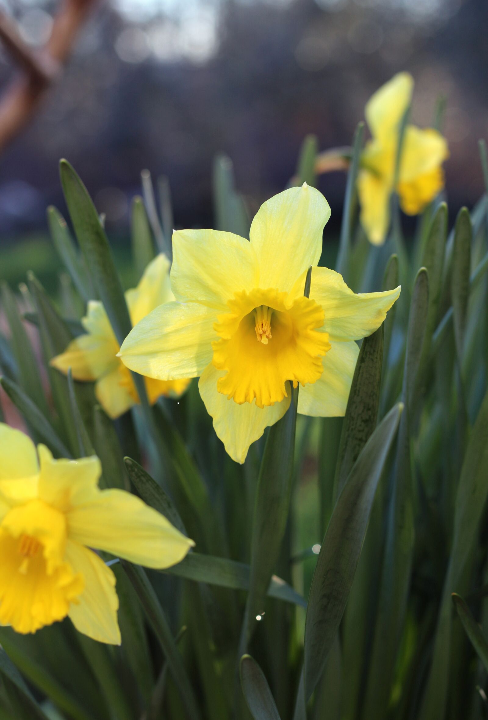 Canon EOS 700D (EOS Rebel T5i / EOS Kiss X7i) sample photo. Daffodils, yellow flowers, flowers photography