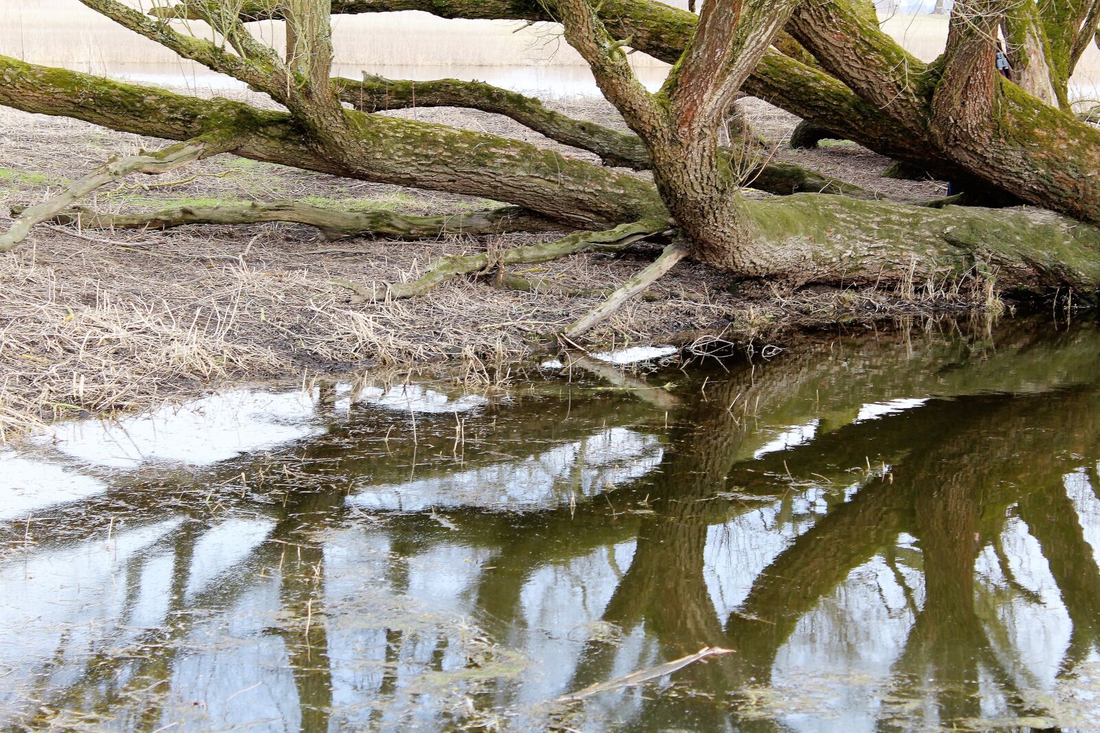 Canon EOS 1300D (EOS Rebel T6 / EOS Kiss X80) sample photo. Elbe, bleckede, river photography