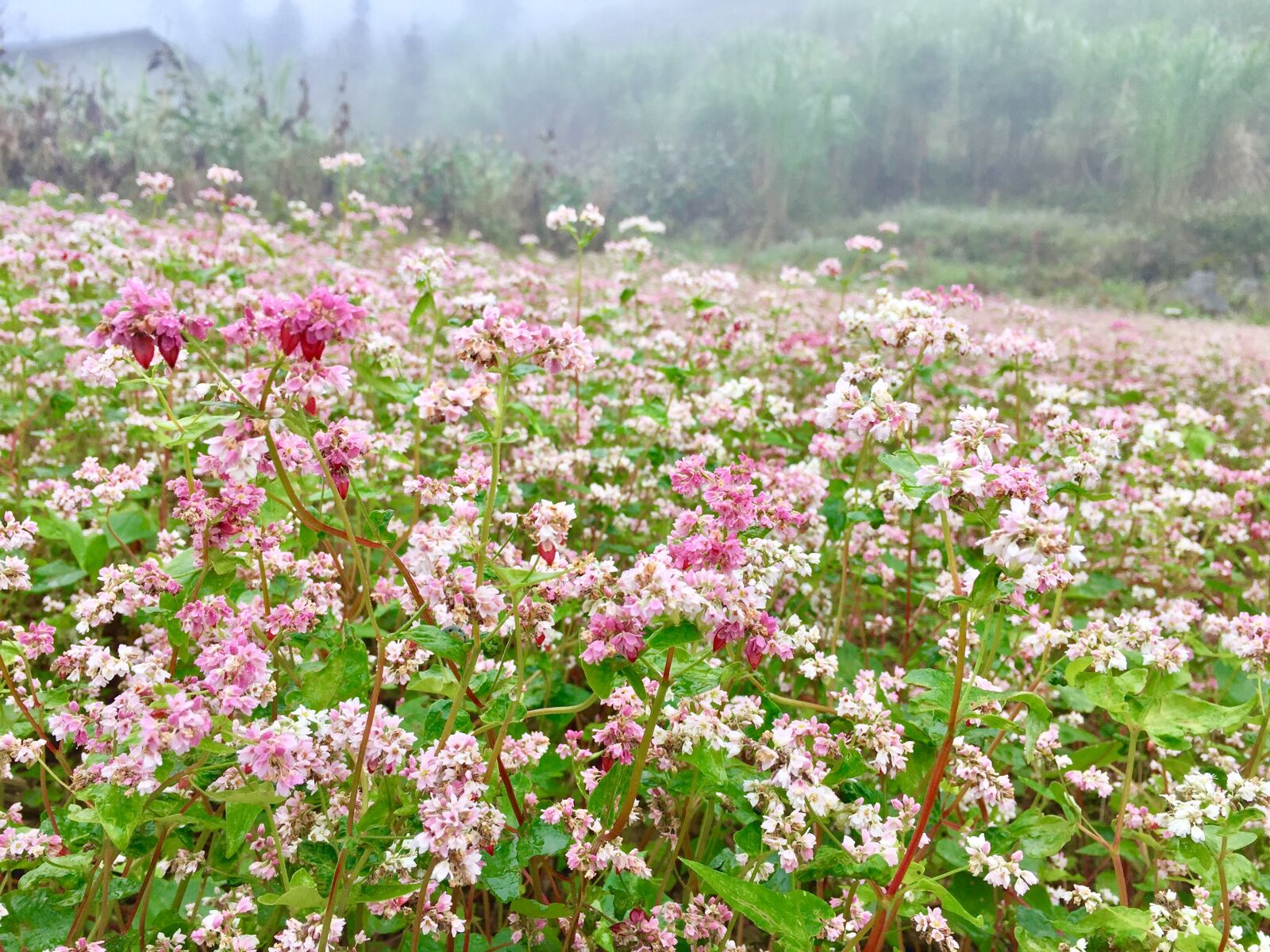 iPhone 6 Plus back camera 4.15mm f/2.2 sample photo. Close, up, of, pink photography