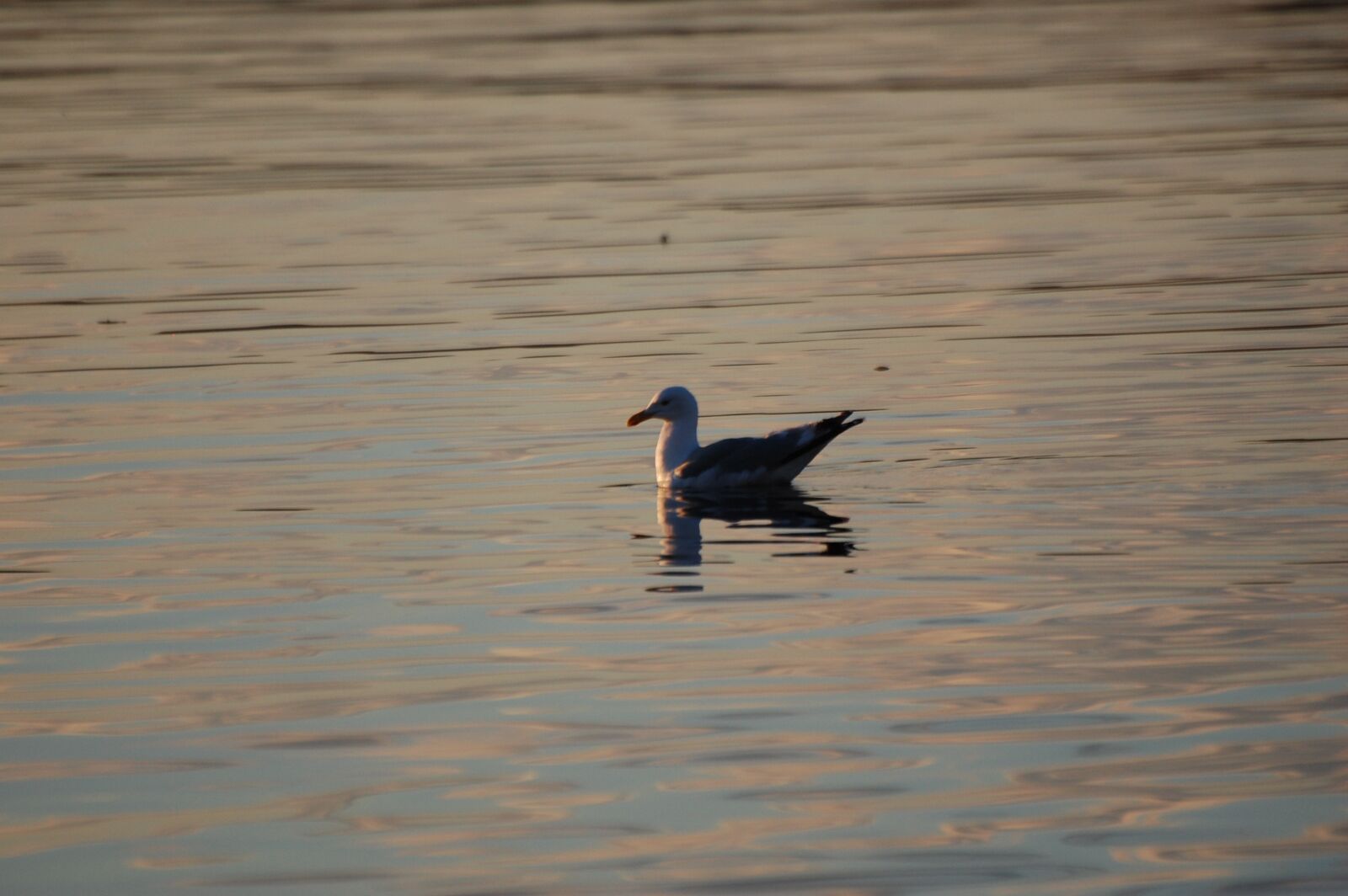 Nikon D40 sample photo. Seagull, bird, birds photography