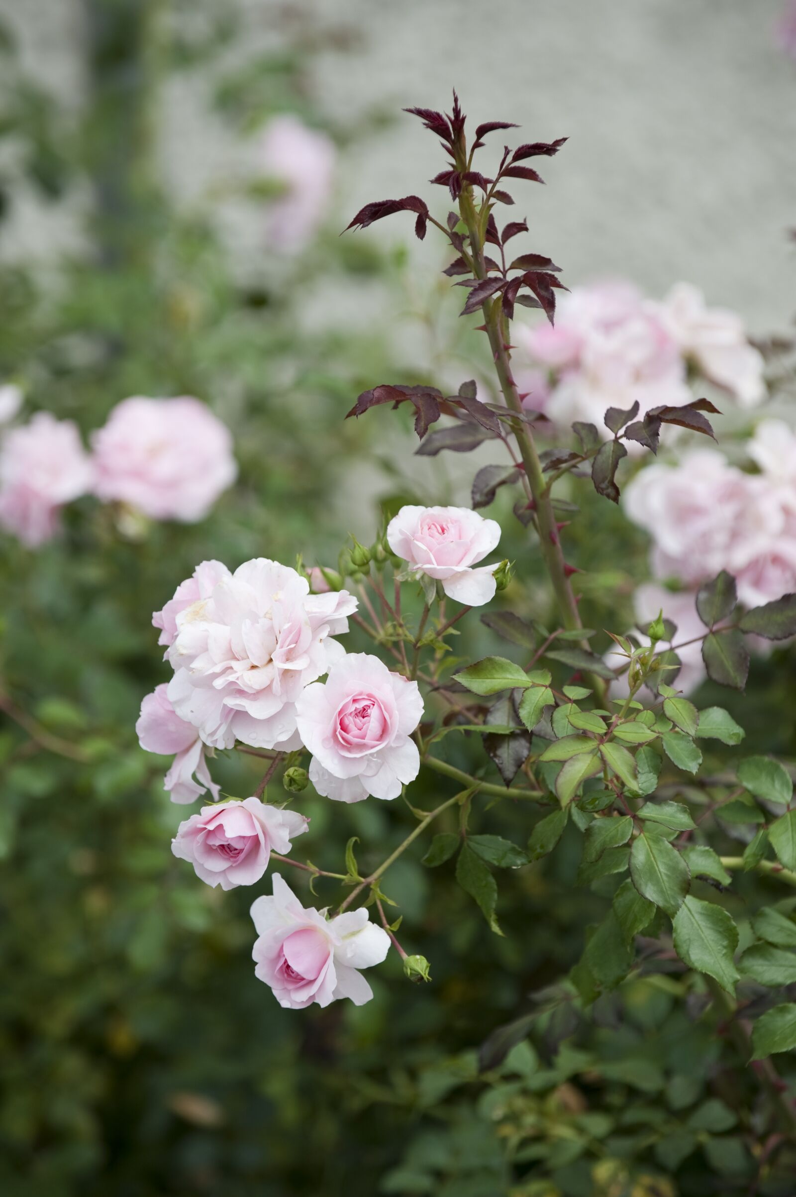 Nikon D700 sample photo. Roses, bush, wild rose photography