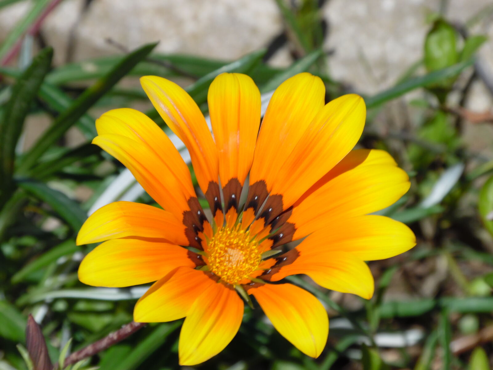 Samsung WB1100F/WB1101F/WB1102F sample photo