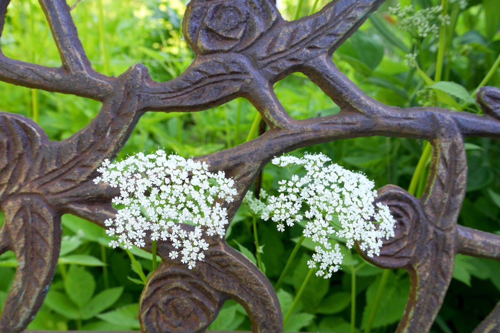 Panasonic Lumix DMC-GH3 sample photo. Fence, iron fence, wrought photography