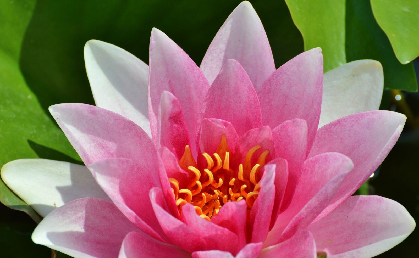 Nikon D3200 sample photo. Water lily, rose, flower photography
