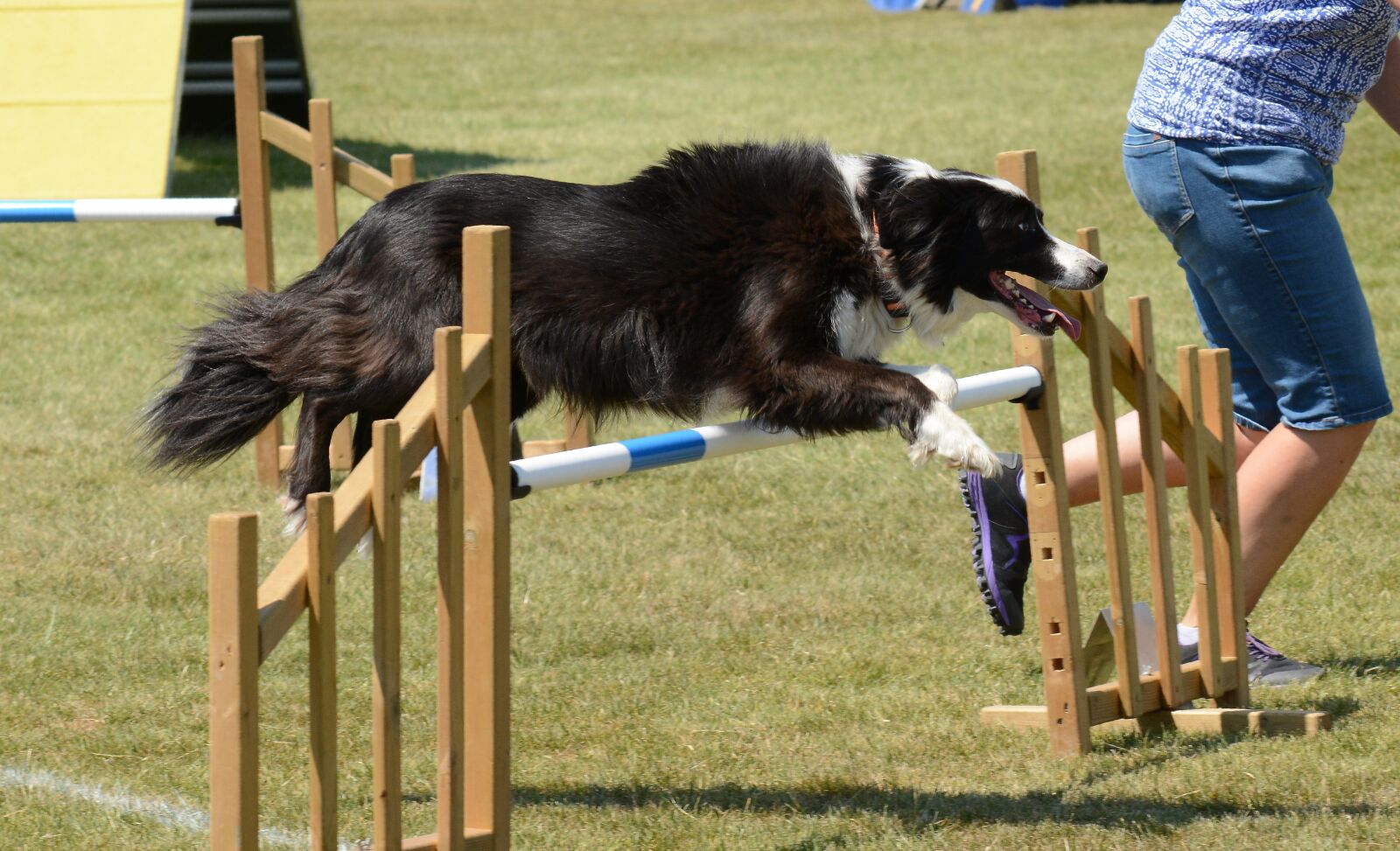 Nikon D7100 sample photo. Dog, agility, fitness photography