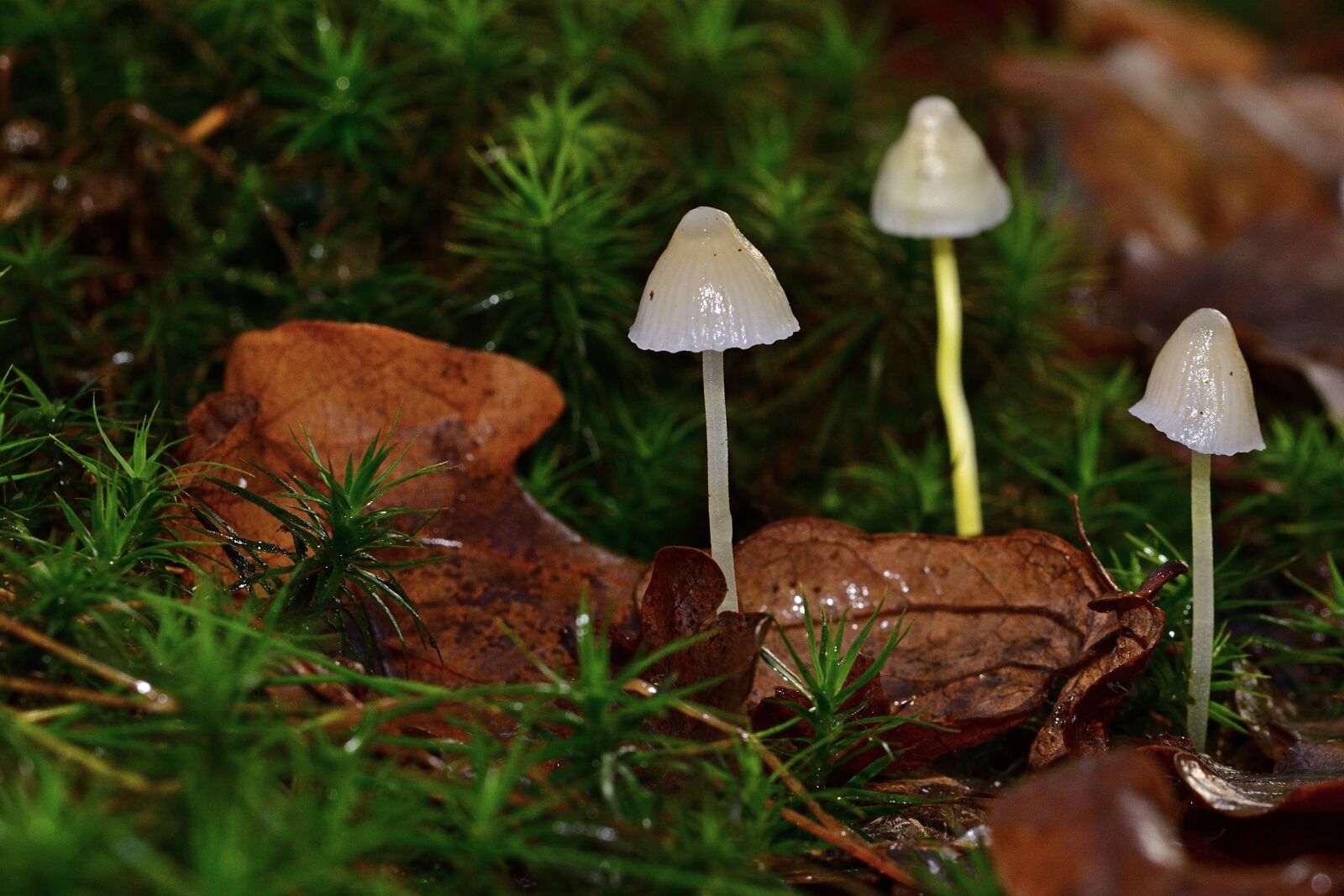 Nikon D5200 sample photo. Forest, mushrooms, autumn photography