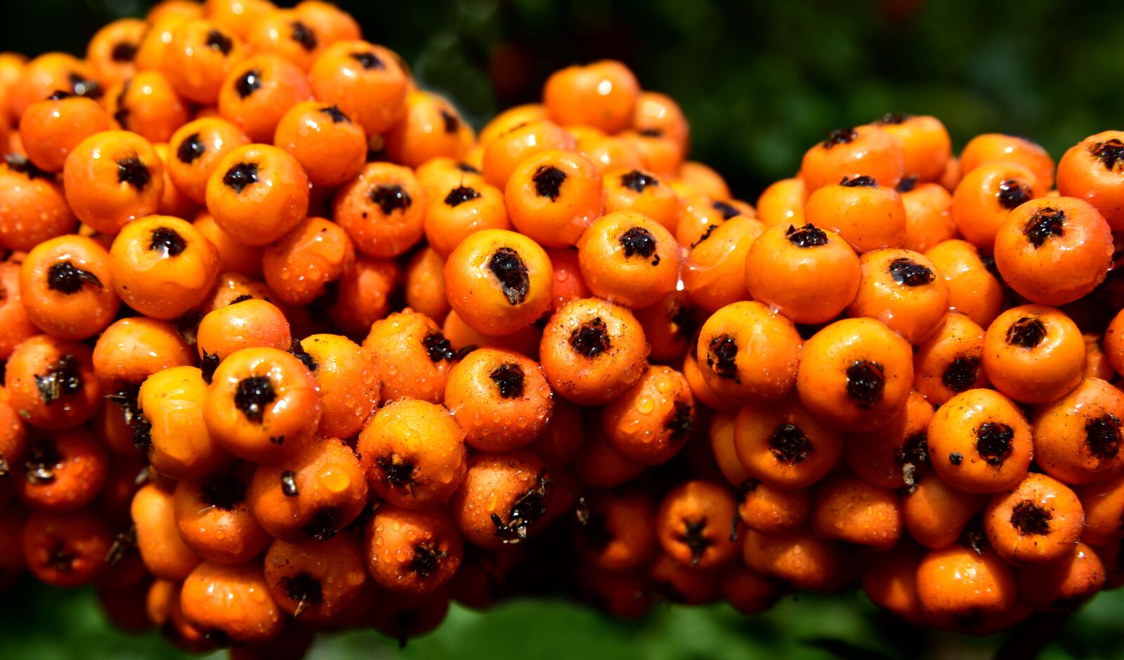 Nikon D750 sample photo. Rowanberries, ash, mountain ash photography