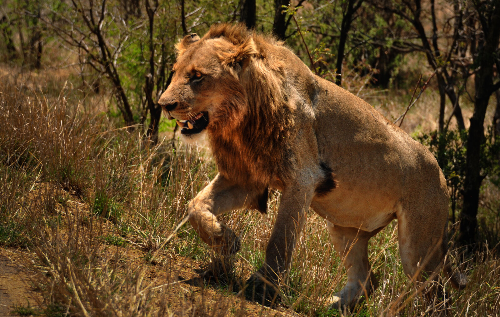 Nikon D90 + Nikon AF-S Nikkor 28-300mm F3.5-5.6G ED VR sample photo. Lioness, wild, wild, animals photography