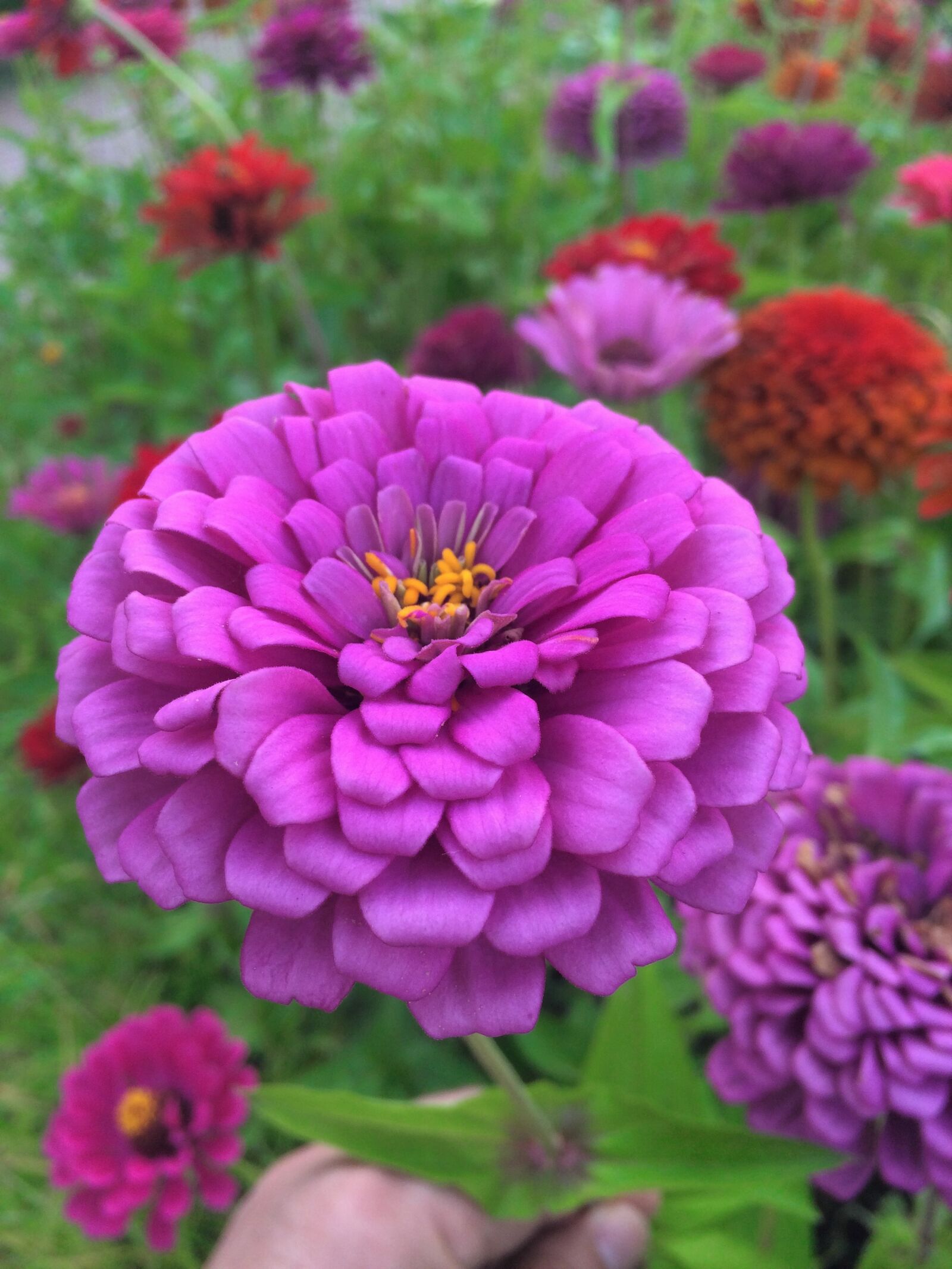 iPhone 5s back camera 4.15mm f/2.2 sample photo. Flowers, dahlia, pink photography