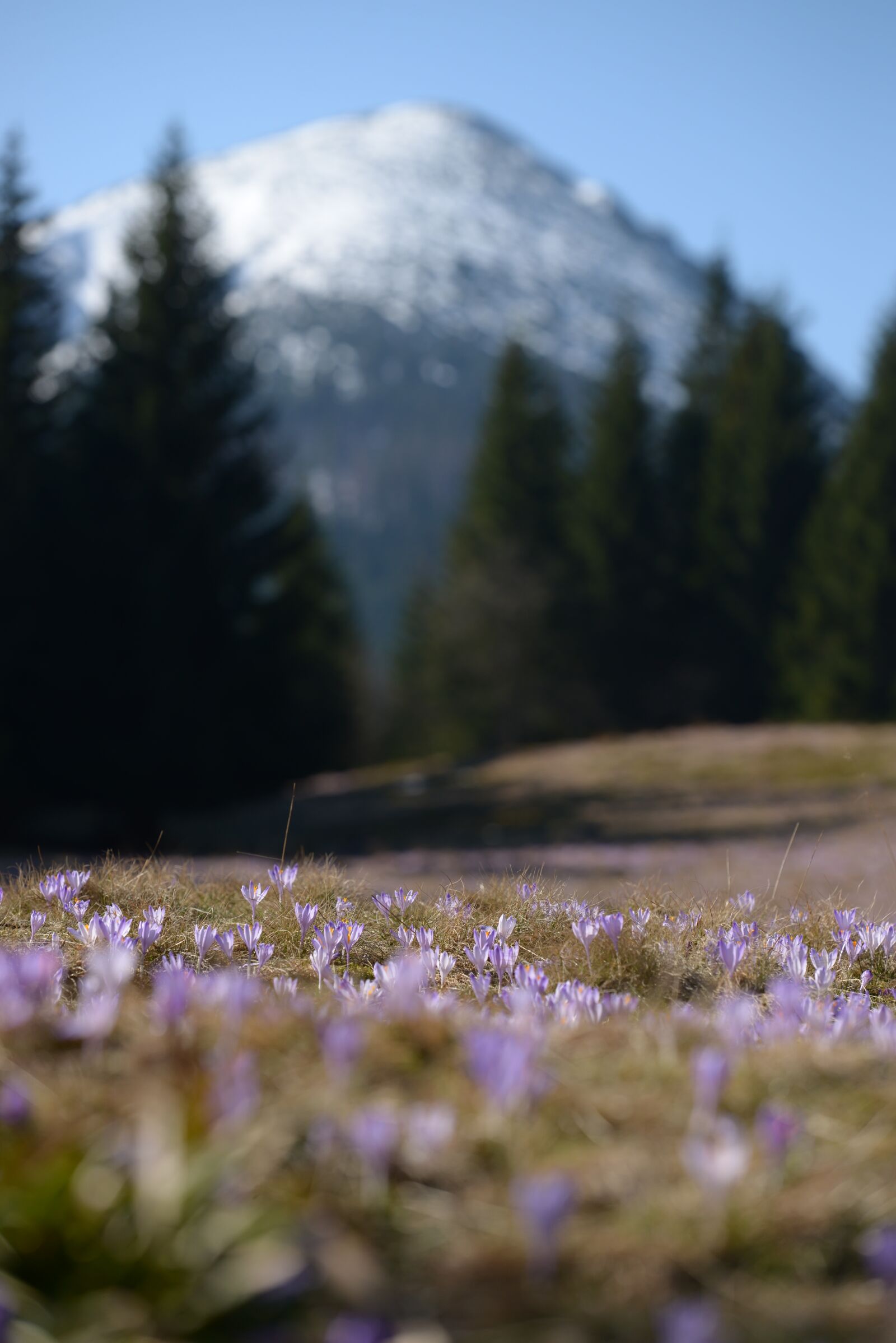 Nikon D600 sample photo. Mountains, crocus, spring photography