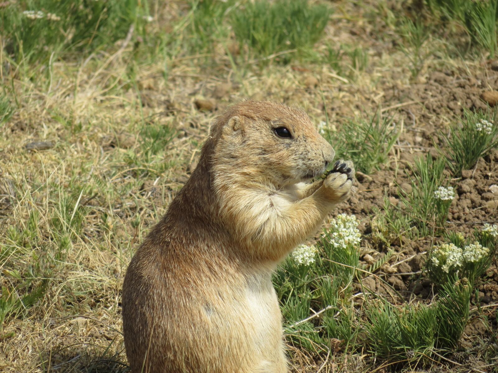 Canon PowerShot SX40 HS sample photo. Prairie dog, rodent, colony photography