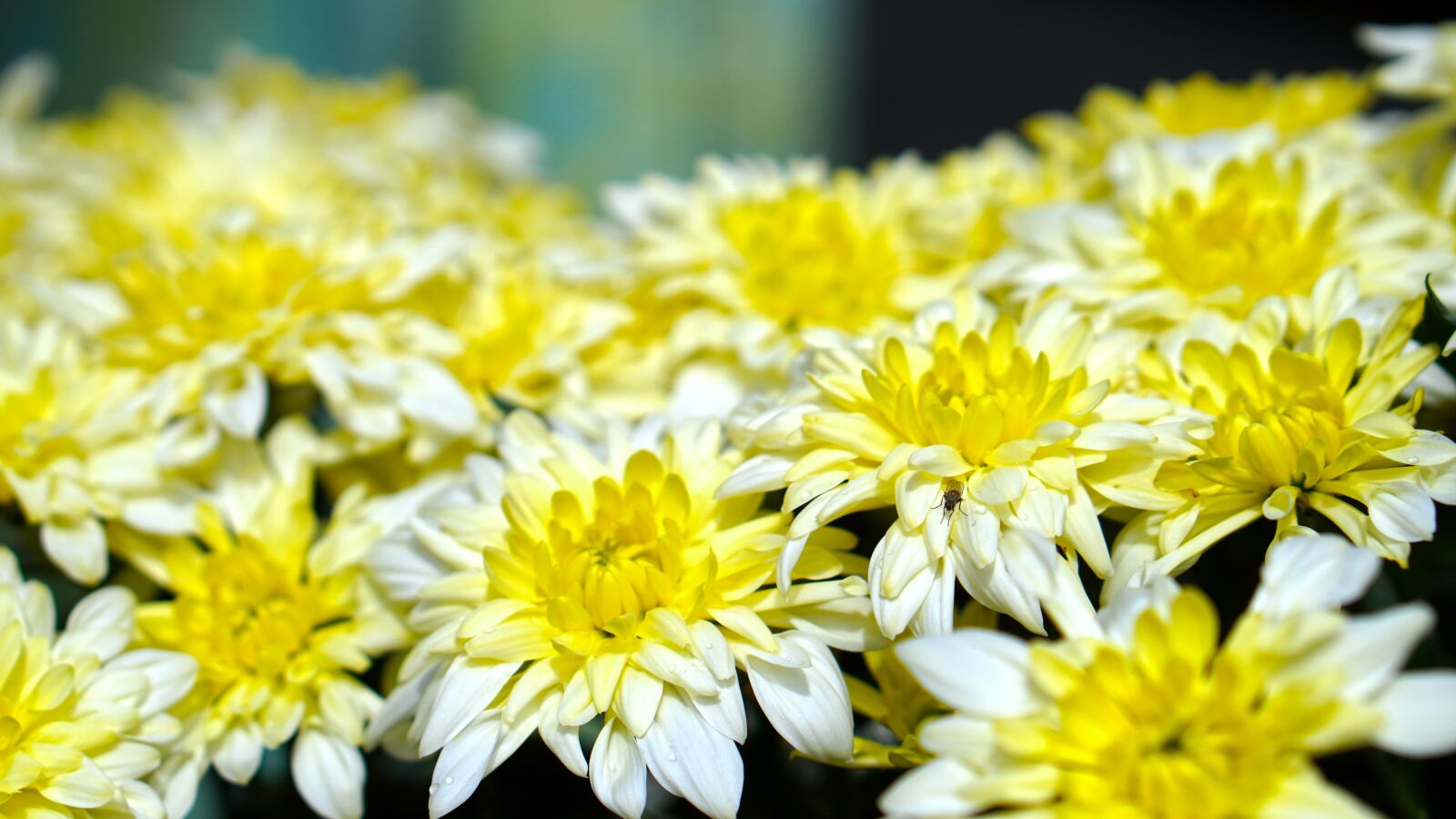 E 50mm F1.8 OSS sample photo. Chrysanthemums, flower, blossom photography