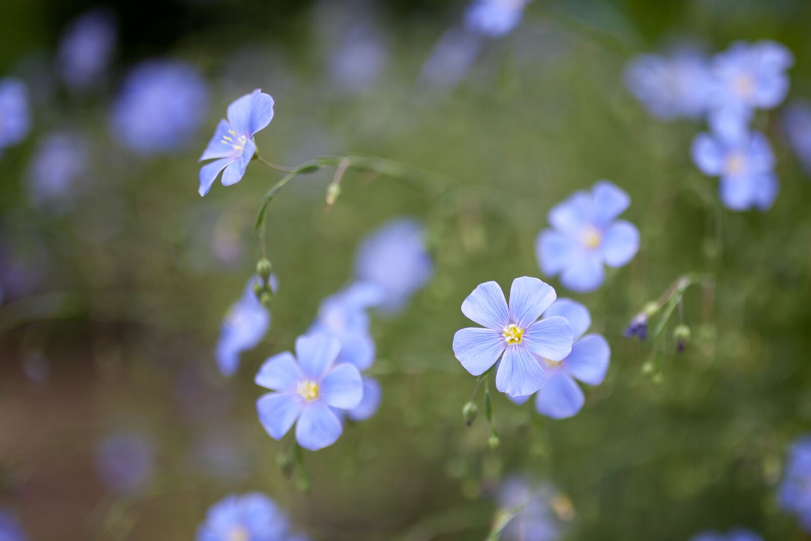 Canon EOS 5D Mark II sample photo. Flower, blue, summer photography