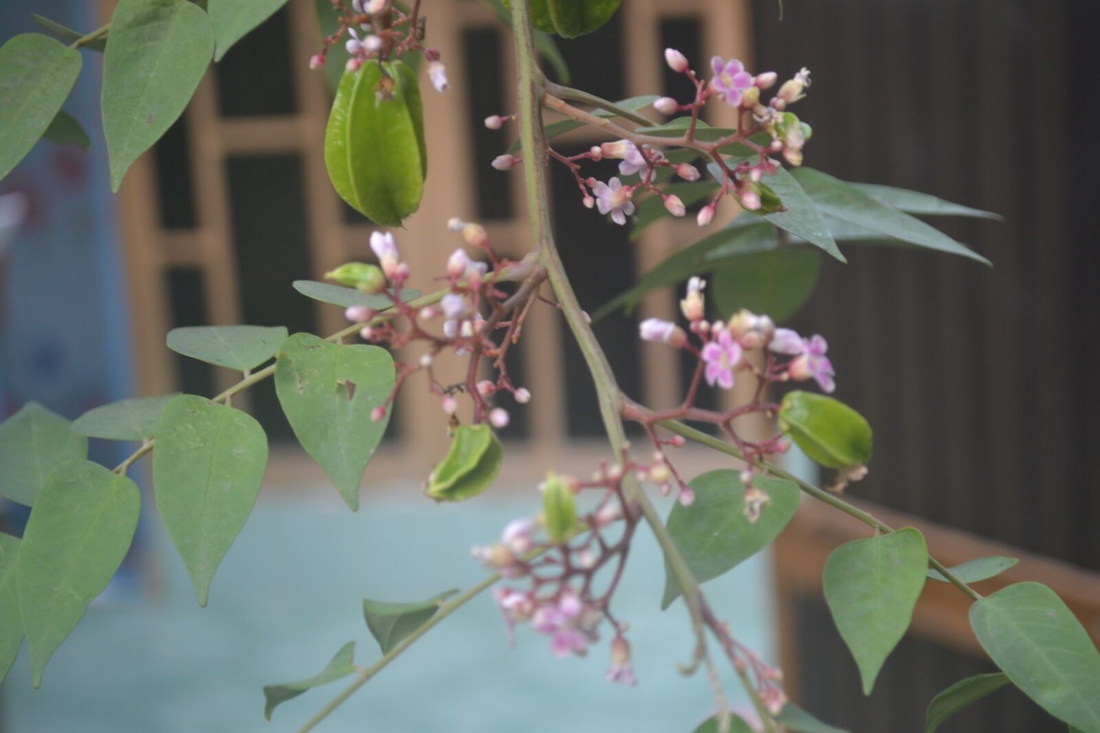 Nikon D3100 sample photo. Flowers, fruits photography