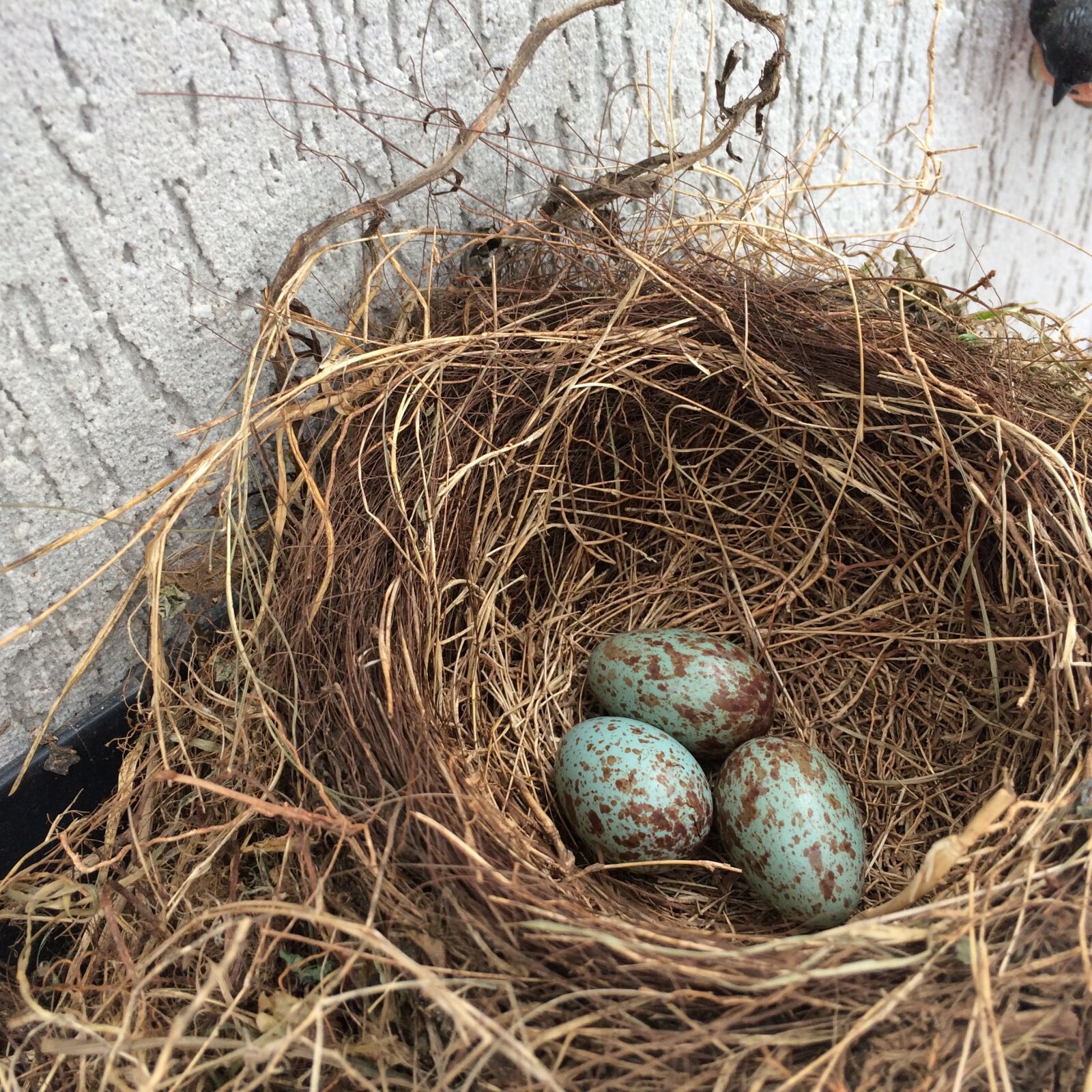 Apple iPhone 5s sample photo. Nest, eggs, birth birds photography