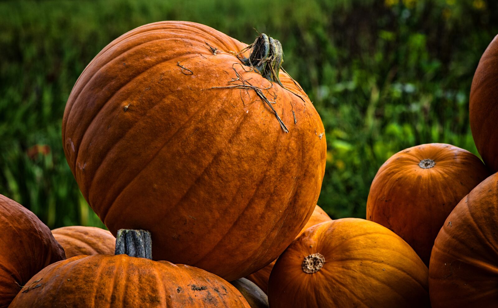 Nikon D7200 sample photo. Pumpkins, autumn, decoration photography