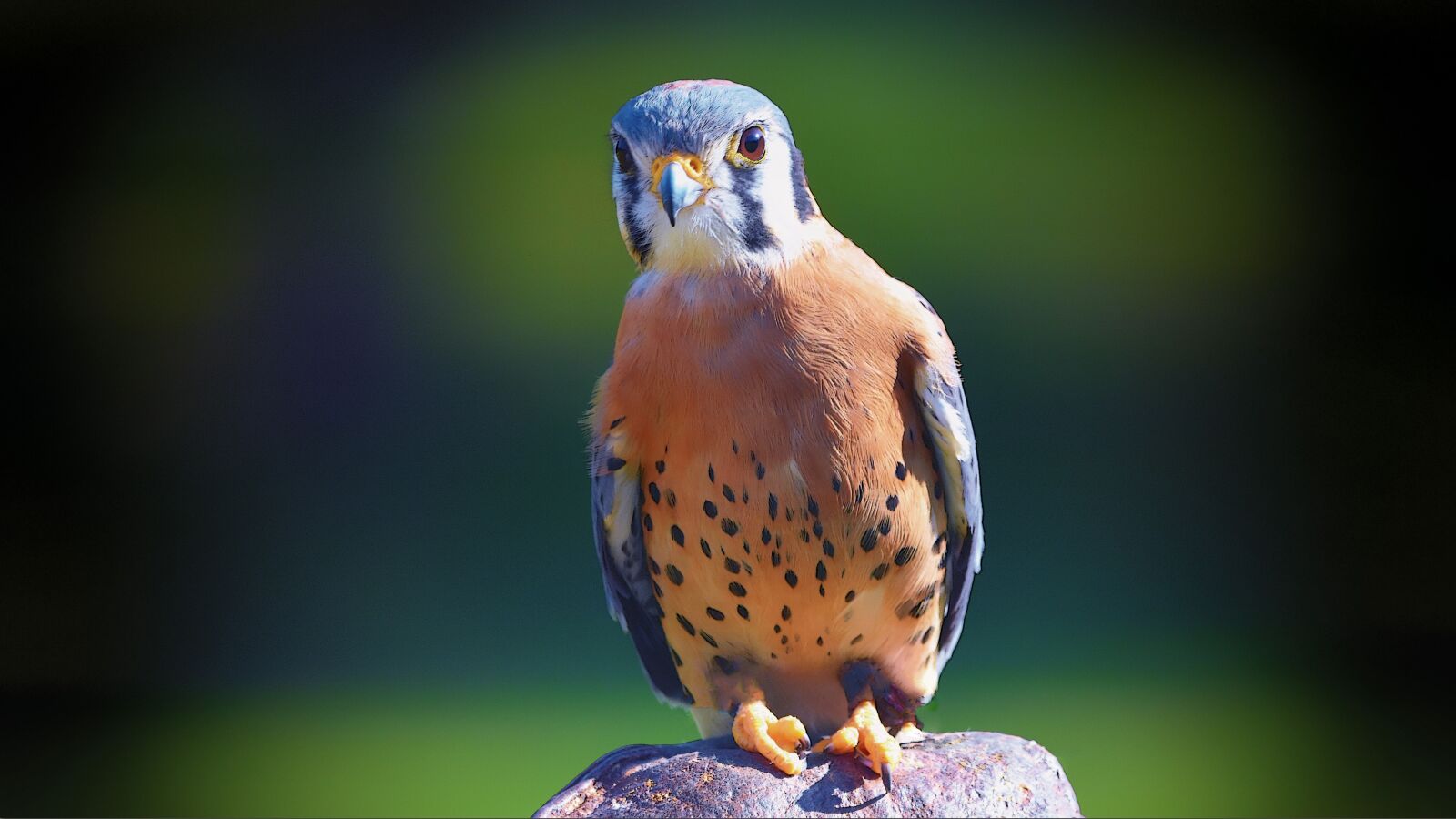 Nikon D7200 sample photo. Kestrel, hawk, raptor photography