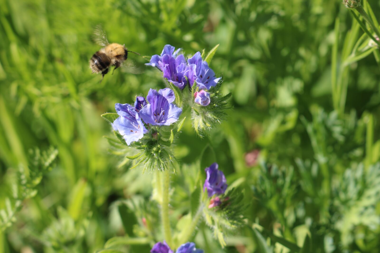 Canon EOS 750D (EOS Rebel T6i / EOS Kiss X8i) sample photo. Bee, flower, petal photography