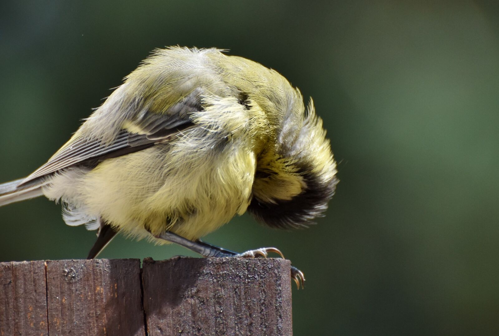Nikon D7200 sample photo. Tit, songbird, small bird photography