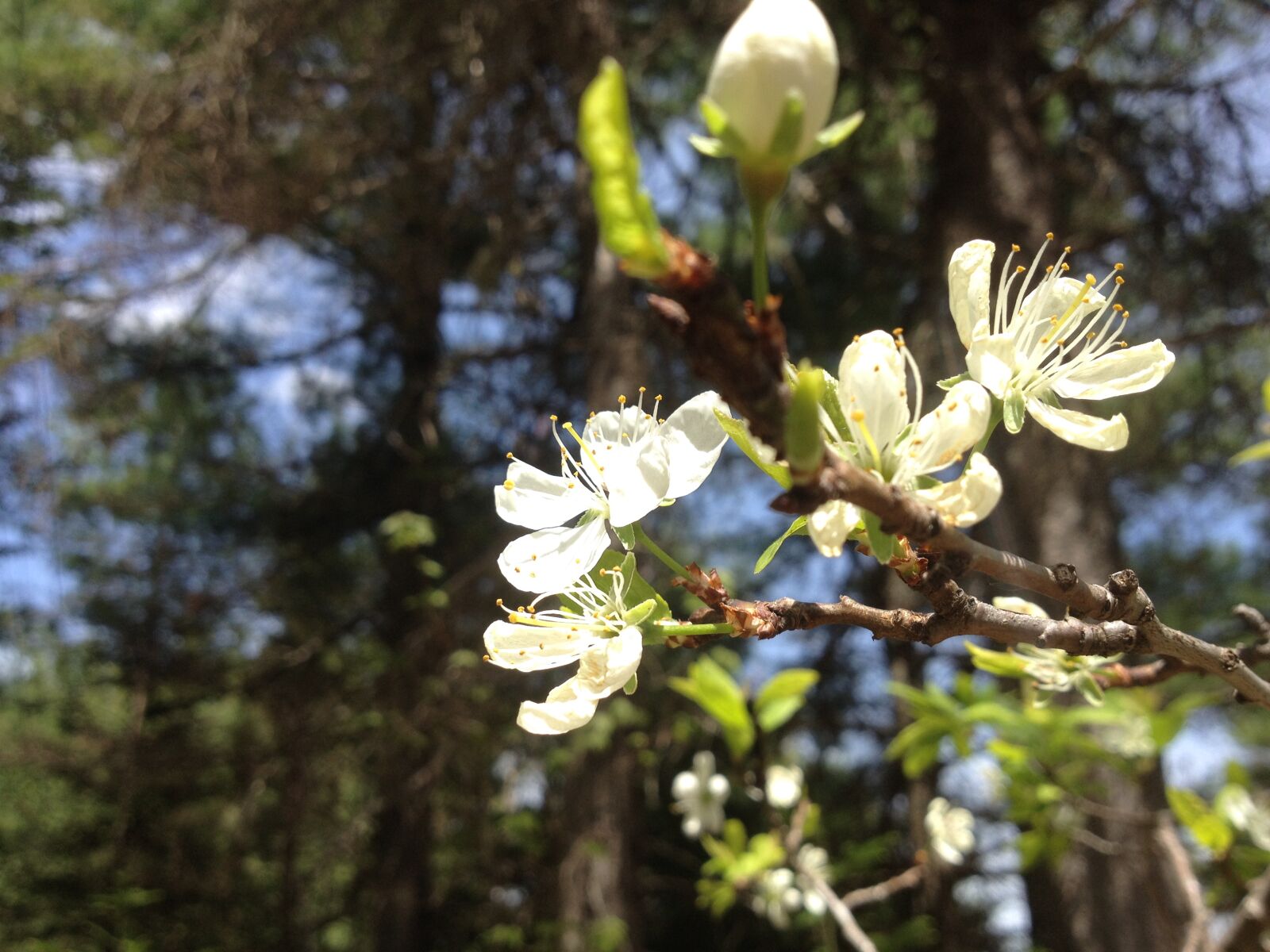 iPhone 4S back camera 4.28mm f/2.4 sample photo. Buds, canada, flowers, nature photography