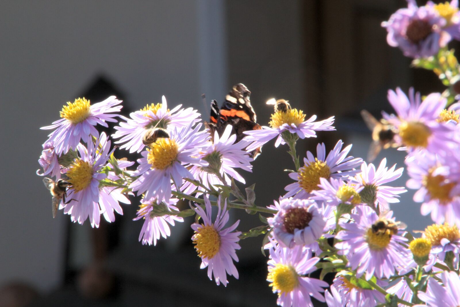 Canon EOS 700D (EOS Rebel T5i / EOS Kiss X7i) sample photo. Nature, flower, plant photography