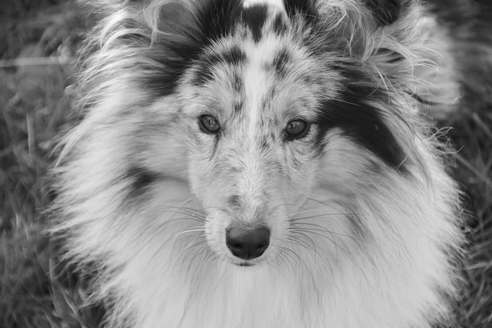 Nikon D5600 sample photo. Dog, bitch, shetland sheepdog photography