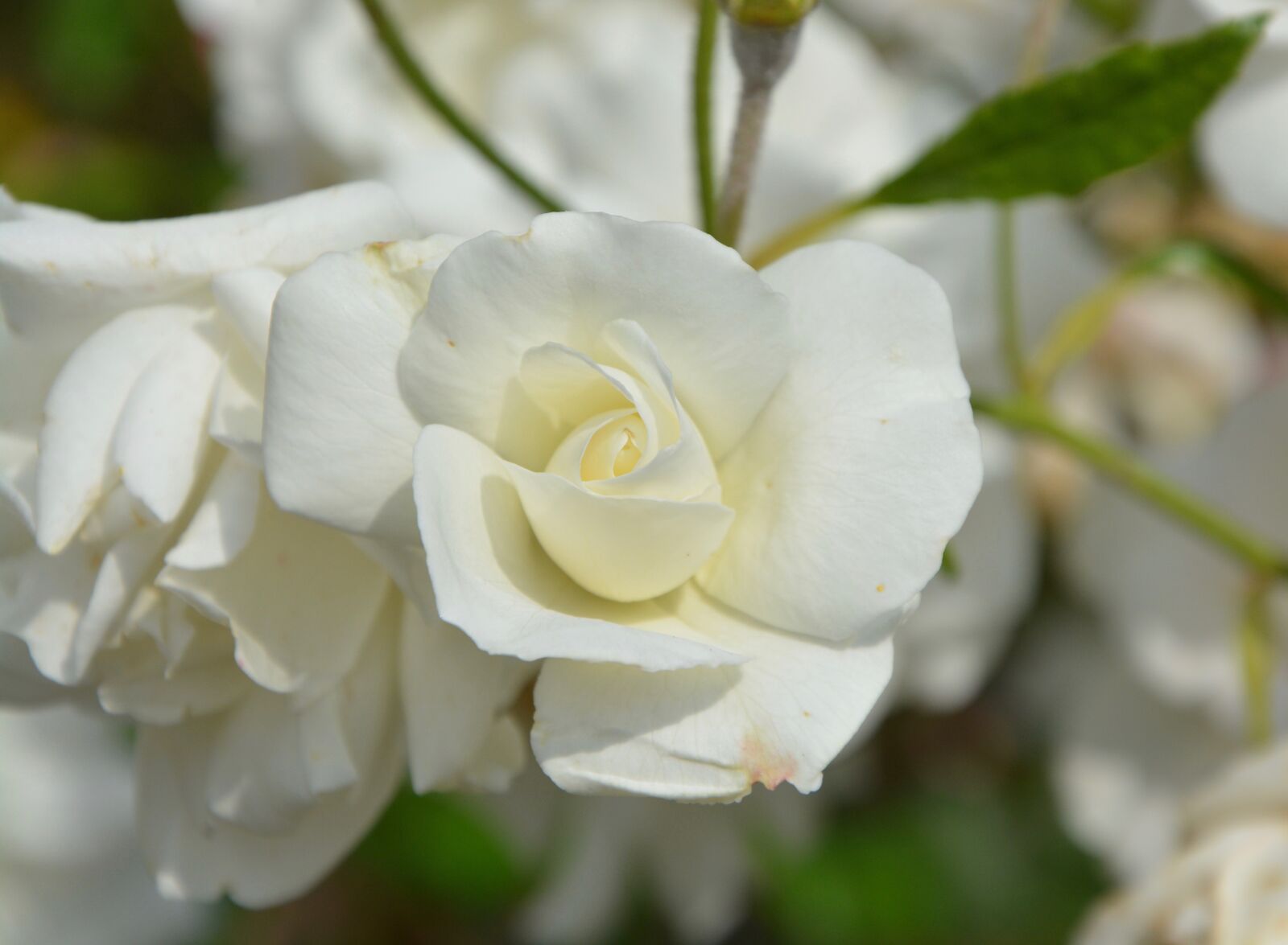 Nikon D5200 sample photo. White rose, white flower photography