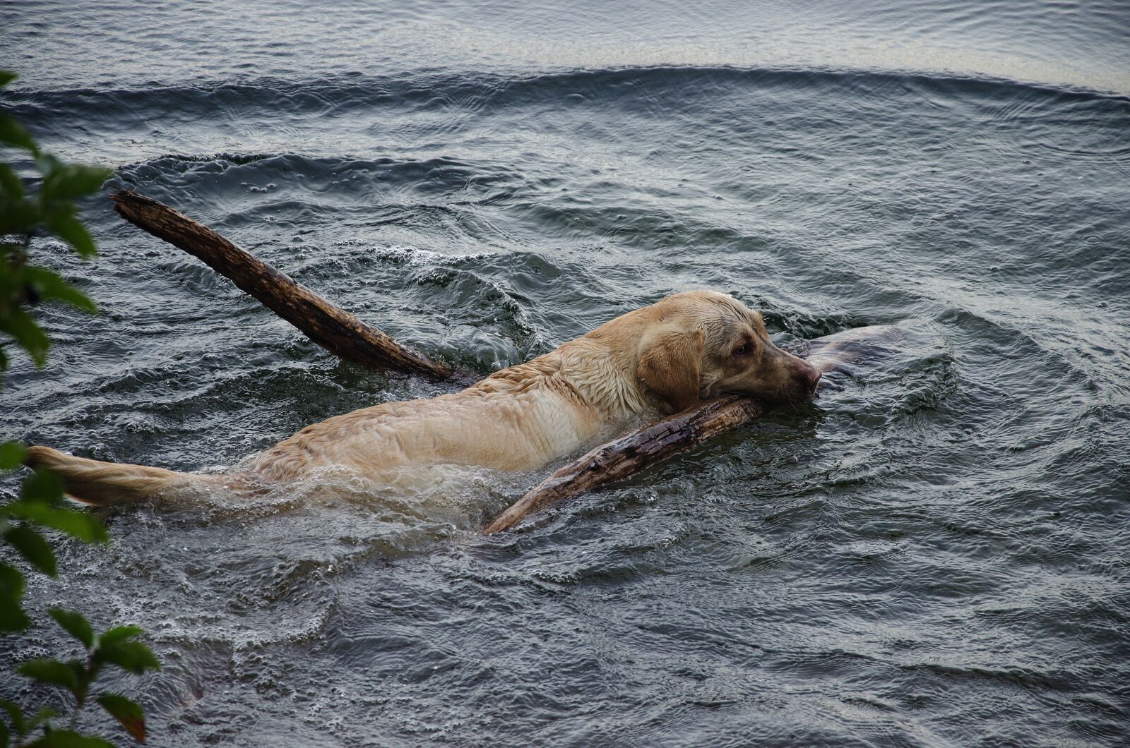 Nikon D5100 sample photo. Dog, water, swim photography