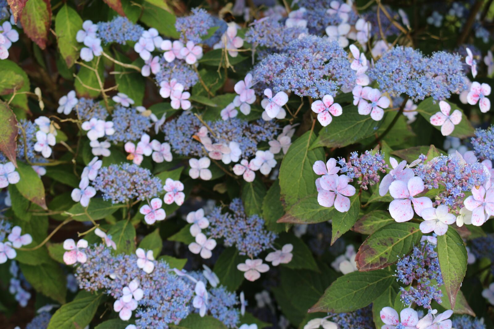 Canon EOS 700D (EOS Rebel T5i / EOS Kiss X7i) sample photo. Hydrangea, garden, plate hydrangea photography