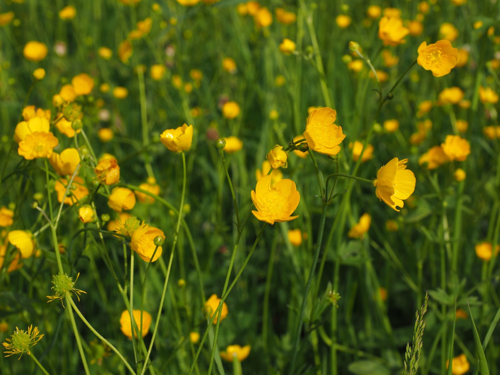 Olympus OM-D E-M1 + Olympus M.Zuiko Digital ED 12-40mm F2.8 Pro sample photo. Buttercup, pointed flower, flowers photography