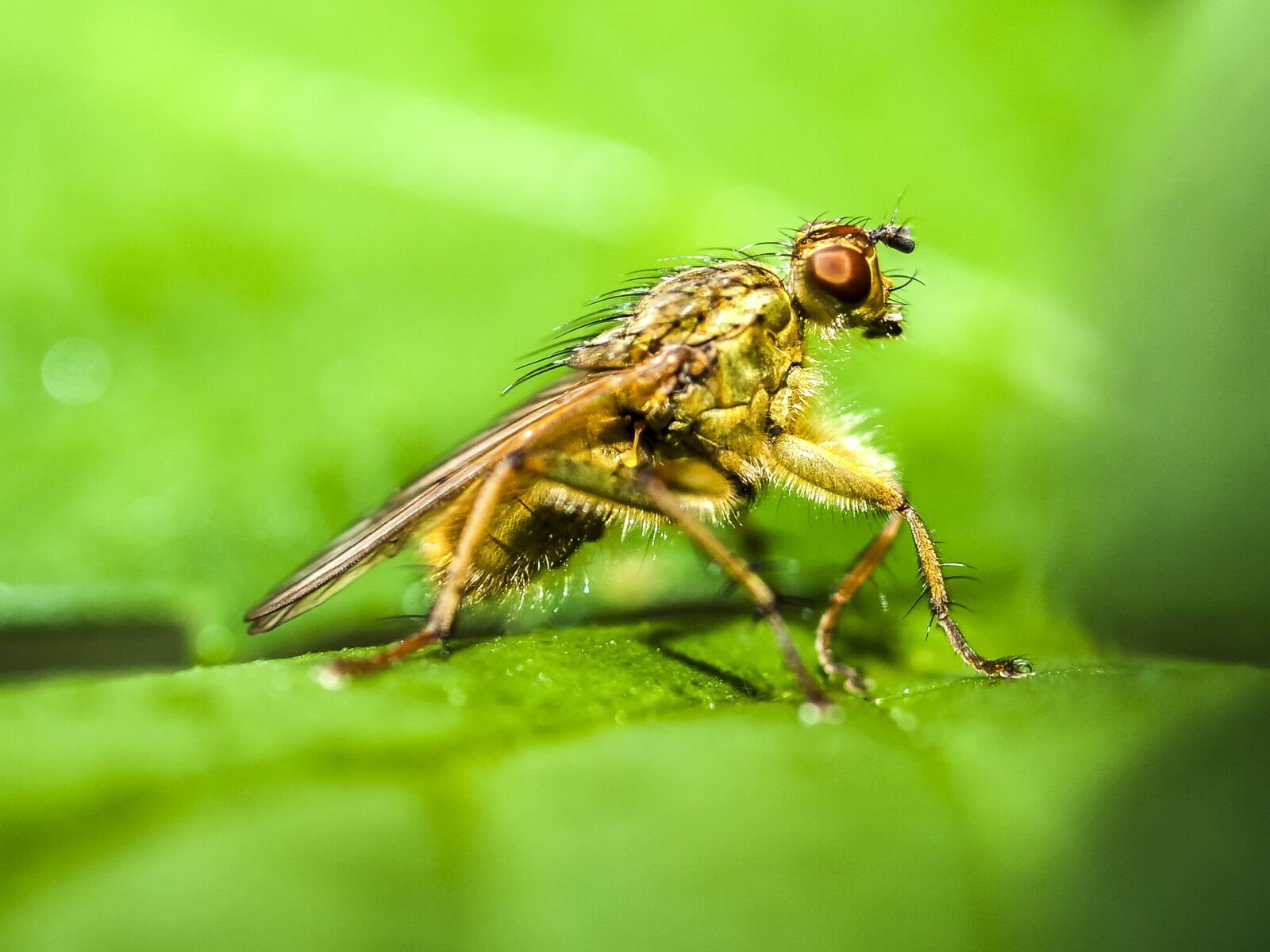 Olympus E-3 sample photo. Fly, dung fly, nature photography