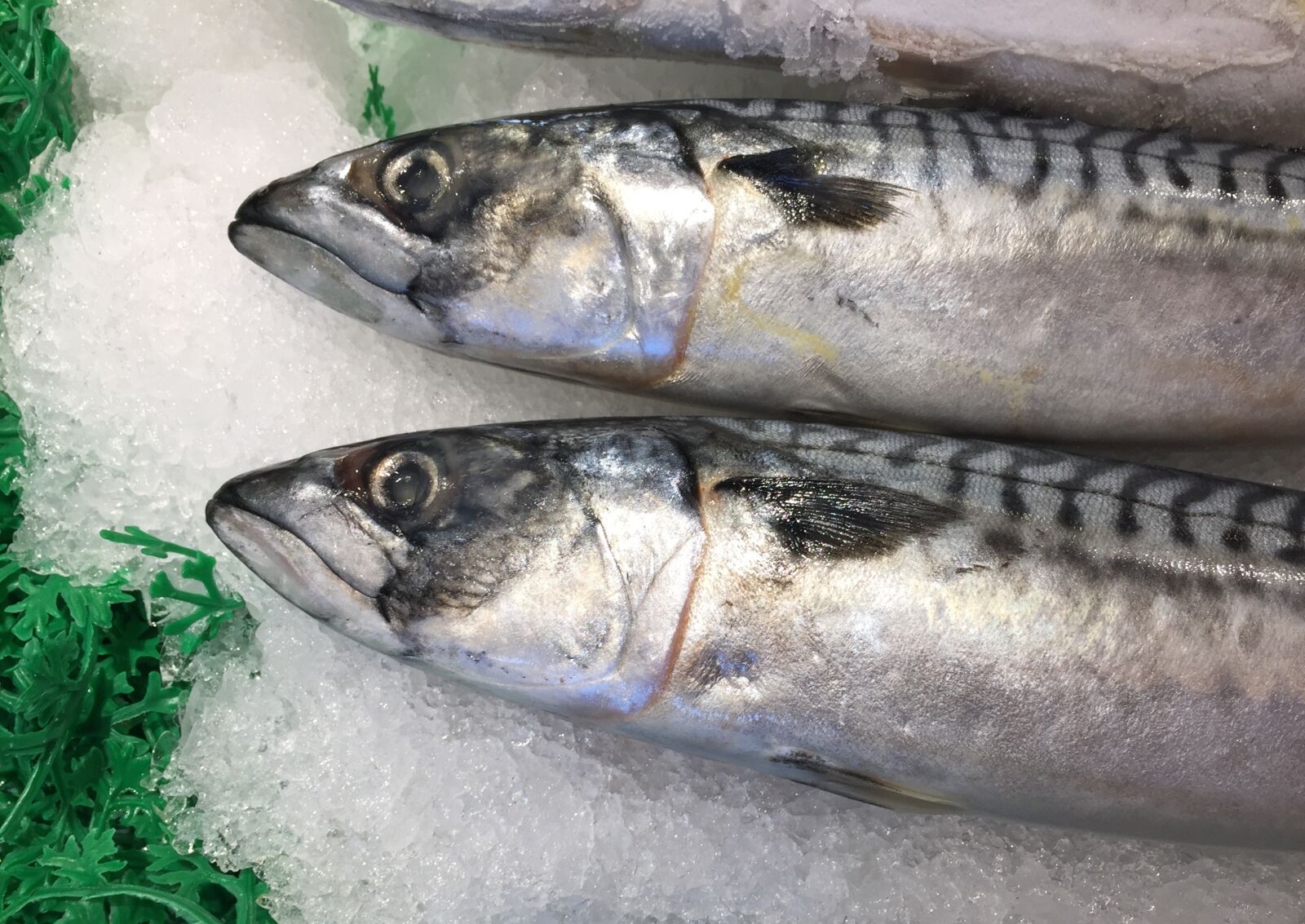 Apple iPhone 6 sample photo. Trout, seattle, fish market photography