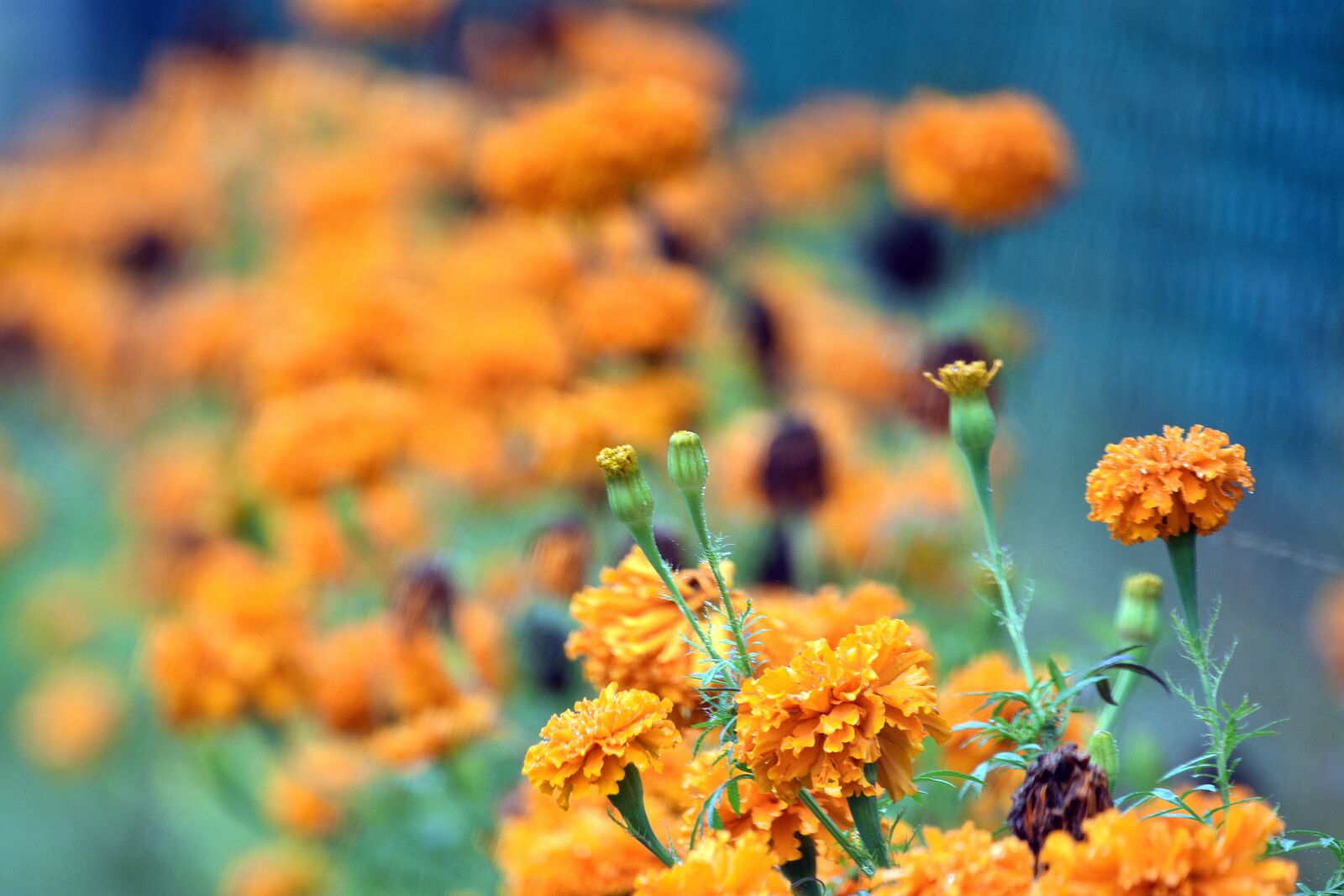 Nikon D3400 sample photo. Flower, flowers, summer photography
