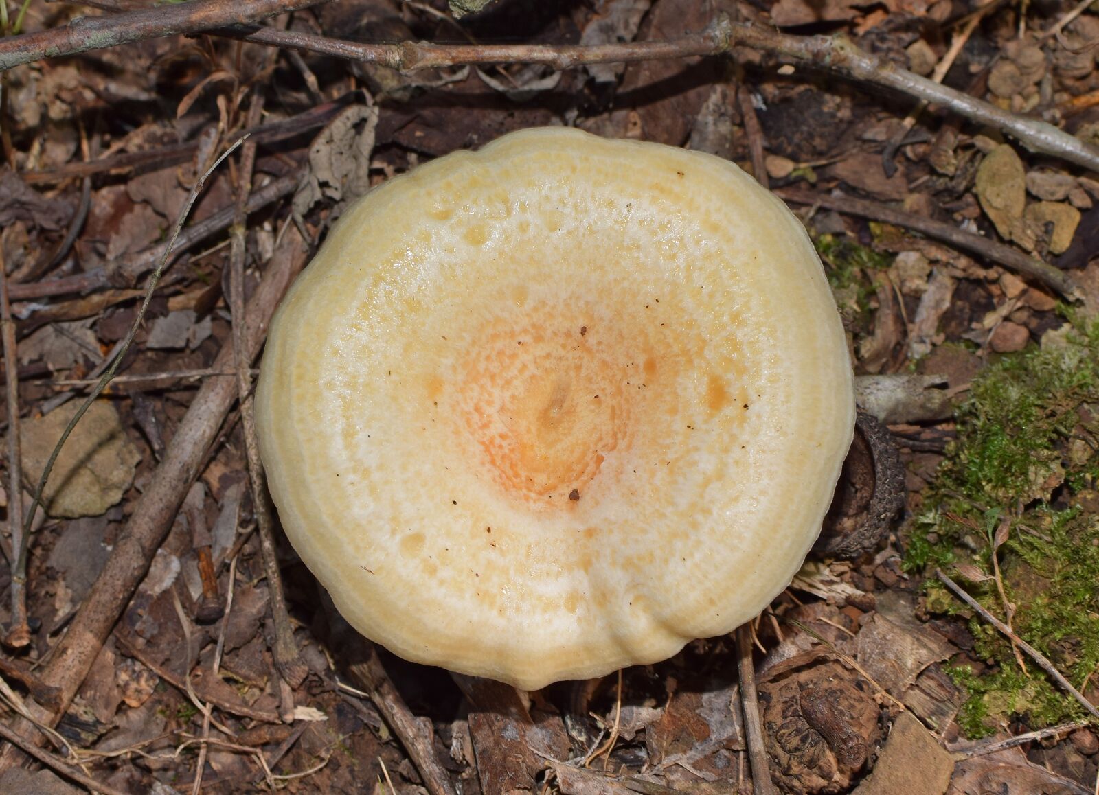 Nikon D3300 sample photo. Lactarius deliciosus mushroom, mushroom photography